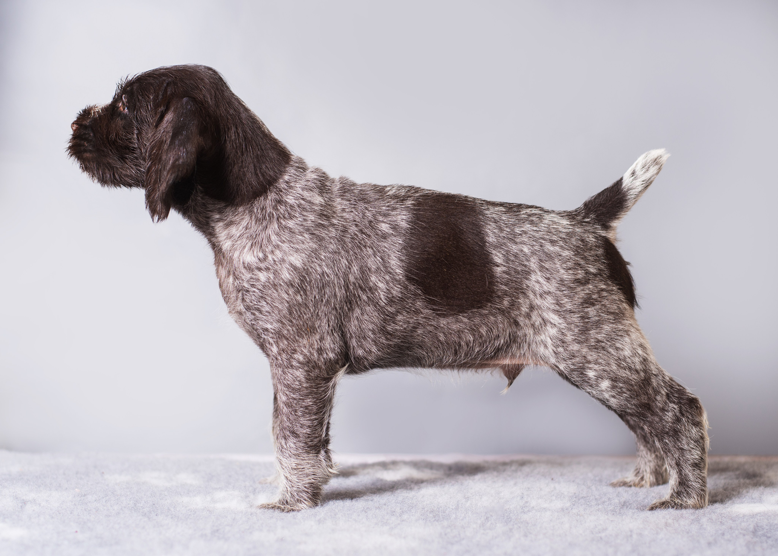 Дратхаарята. Дог-фотограф в Тюмени Александра Королева