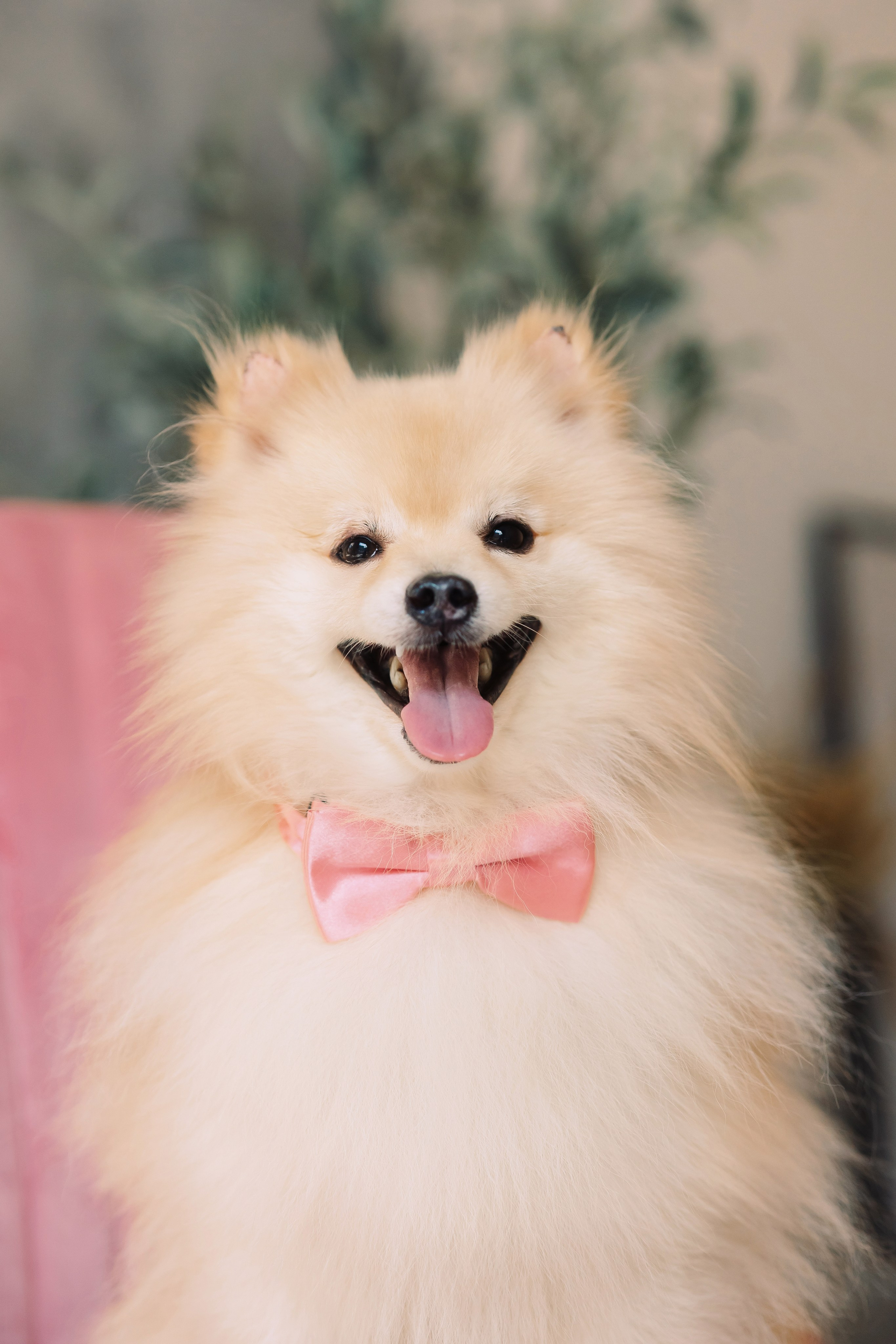 Магазин Friend of mine. Фотограф-анималист Елена Радченко, Москва