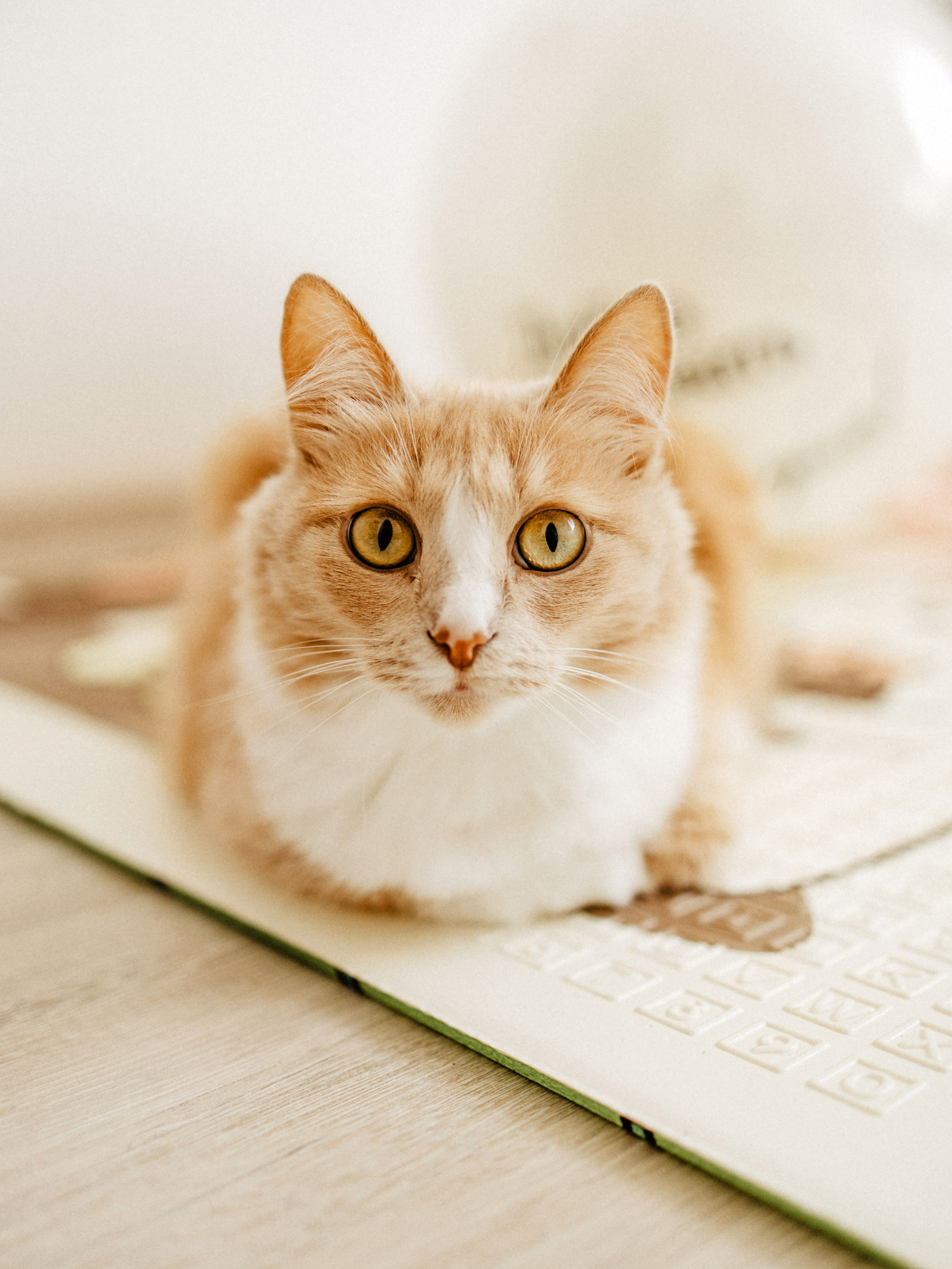 Марго 1 месяц. Семейный и детский фотограф в  г. Екатеринбурге Холодова Юлия