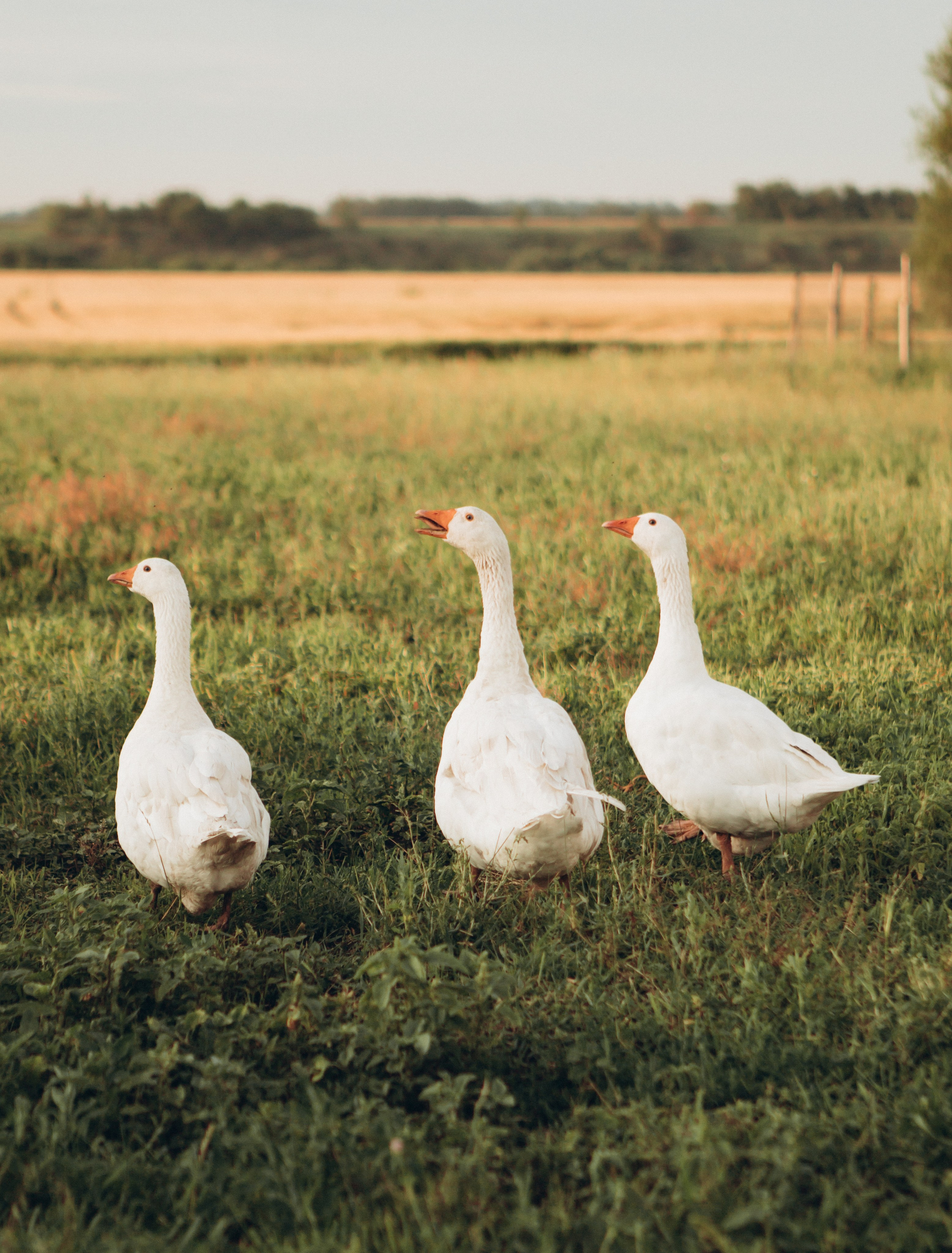 Семейный и детский фотограф Олеся Козьякова