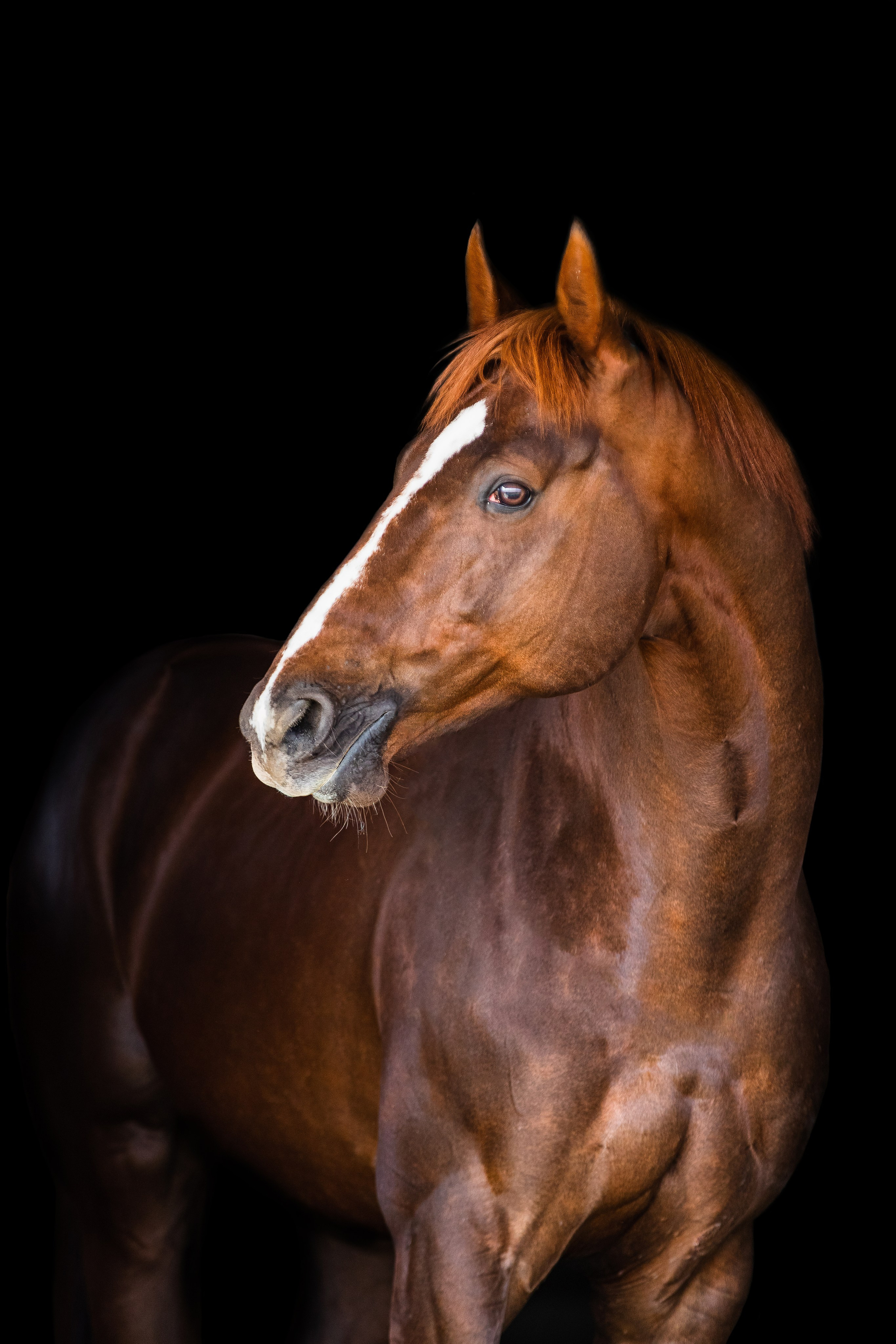 На природе. Фотограф-анималист Ксендзова Кристина