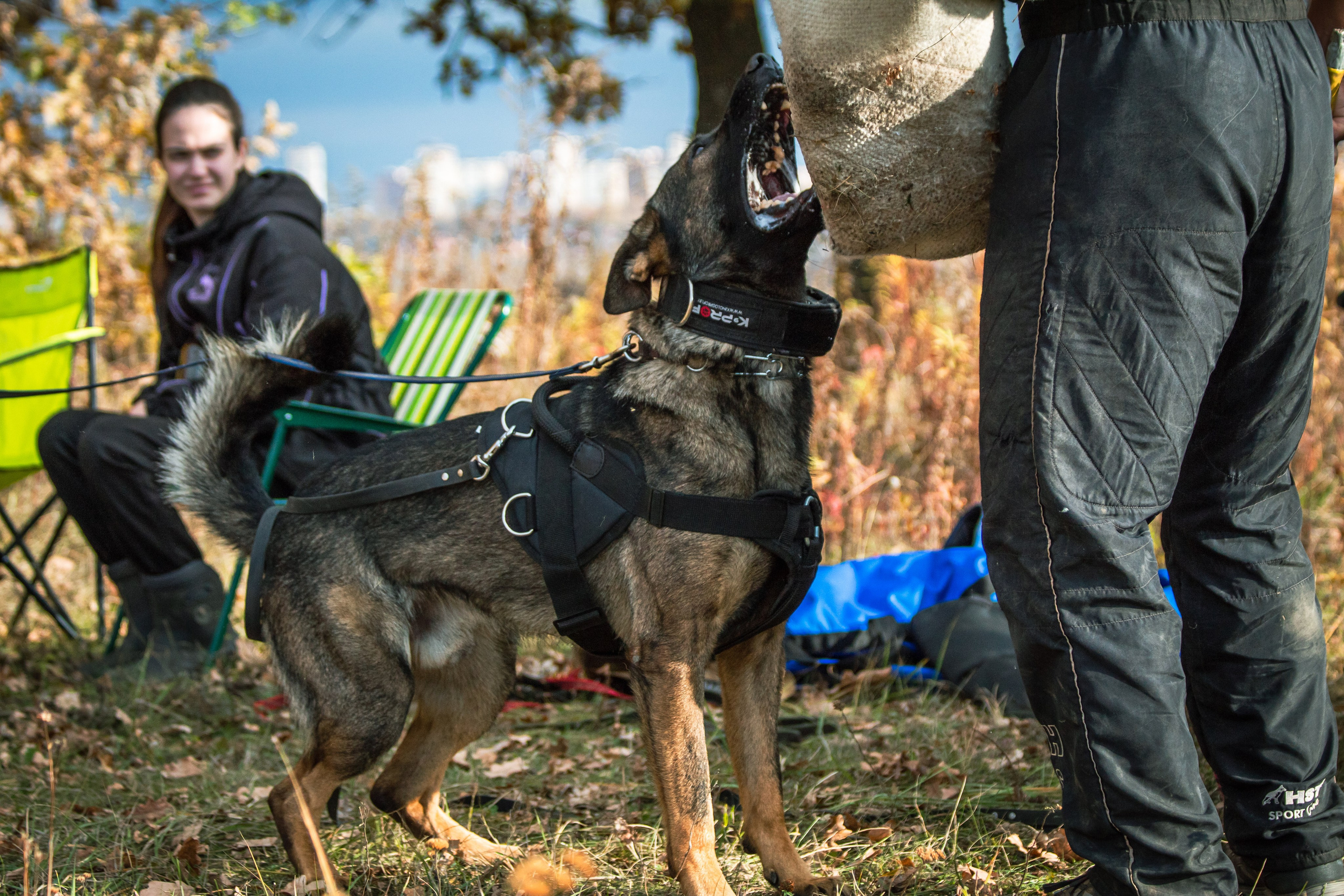 Тренинг защитного раздела. Фотограф анималист — Тула, Москва