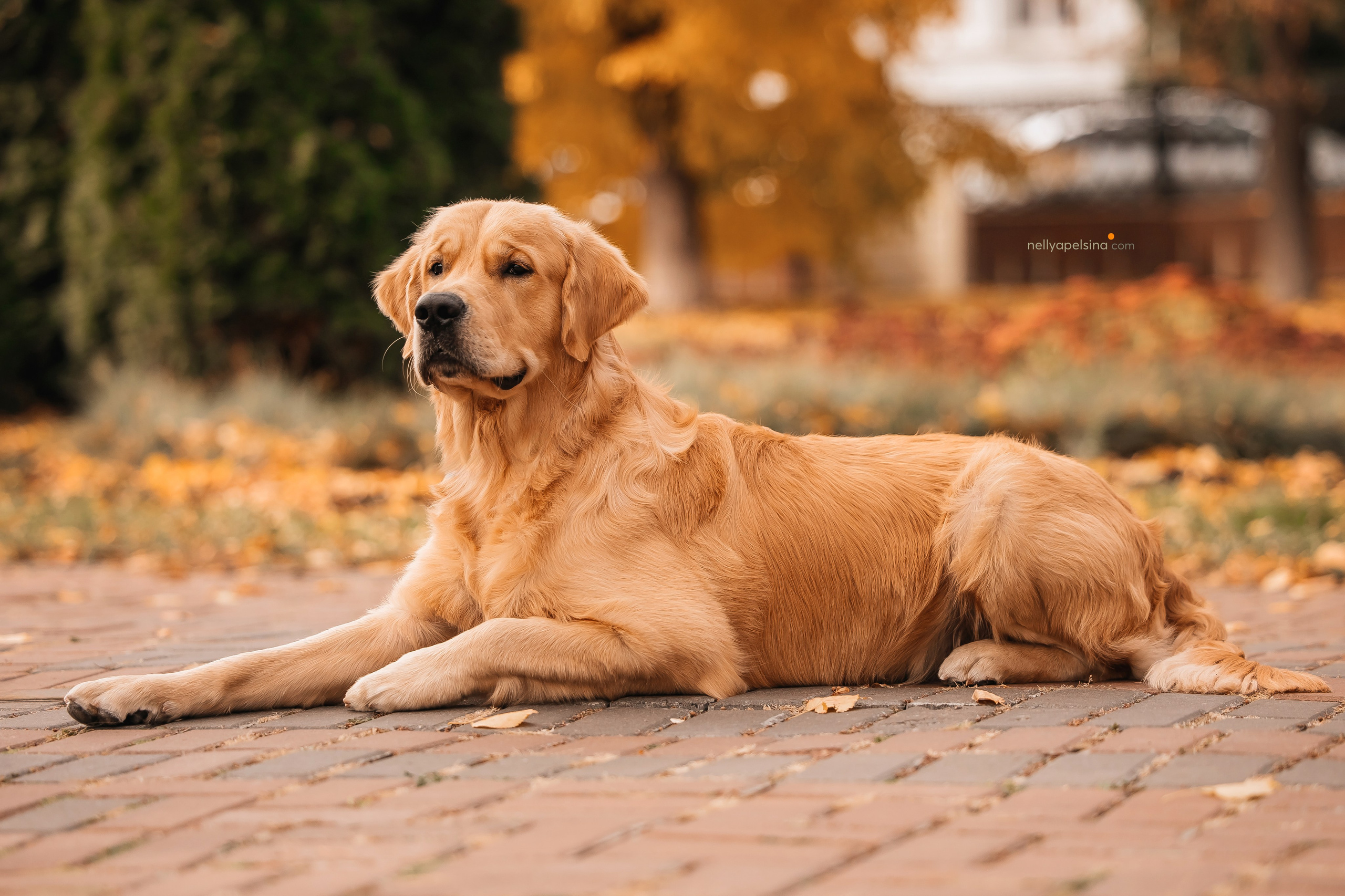 Настя, Дима, Олег и Арчи. Фотограф Нелли Самойлова