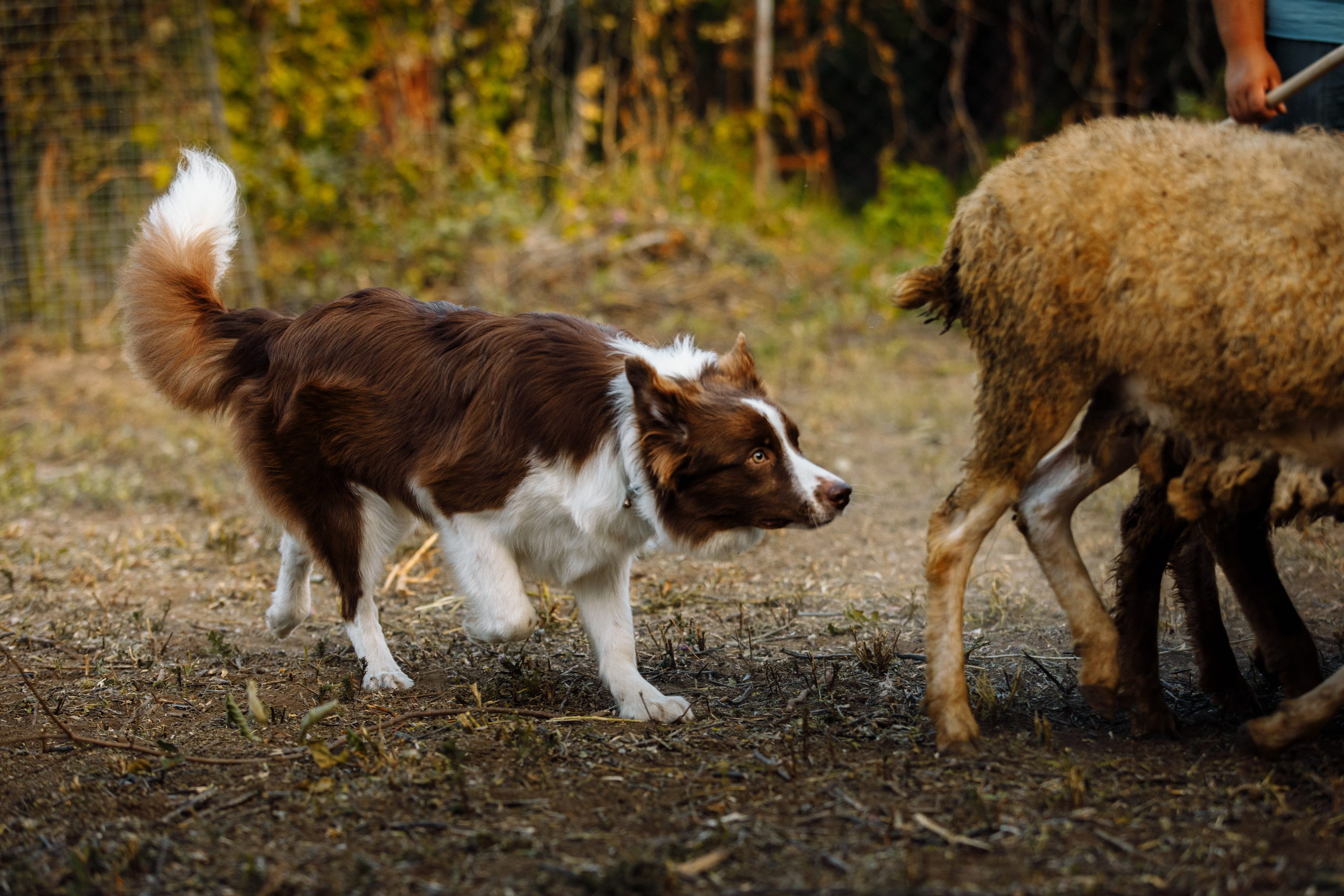Овечий день. О нас