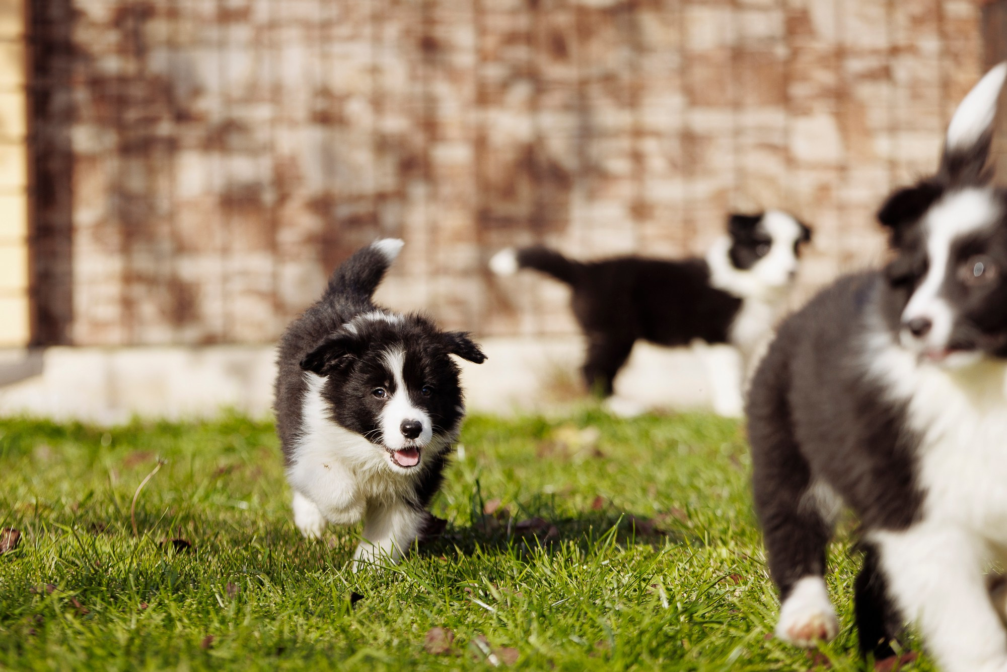 У дома с большой компанией от мала до велика. О нас