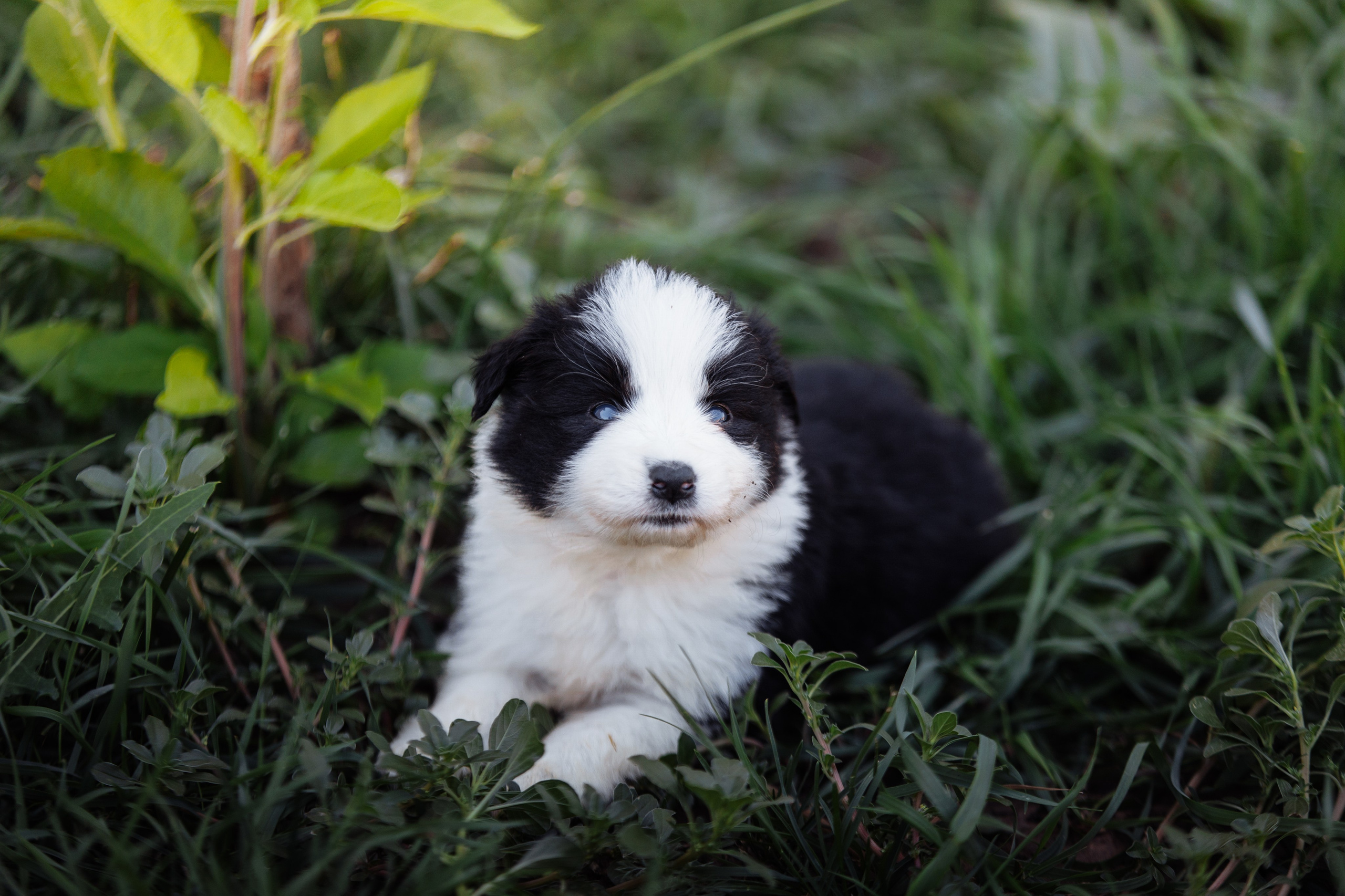 МММ — маленькое мягкое милое. О нас