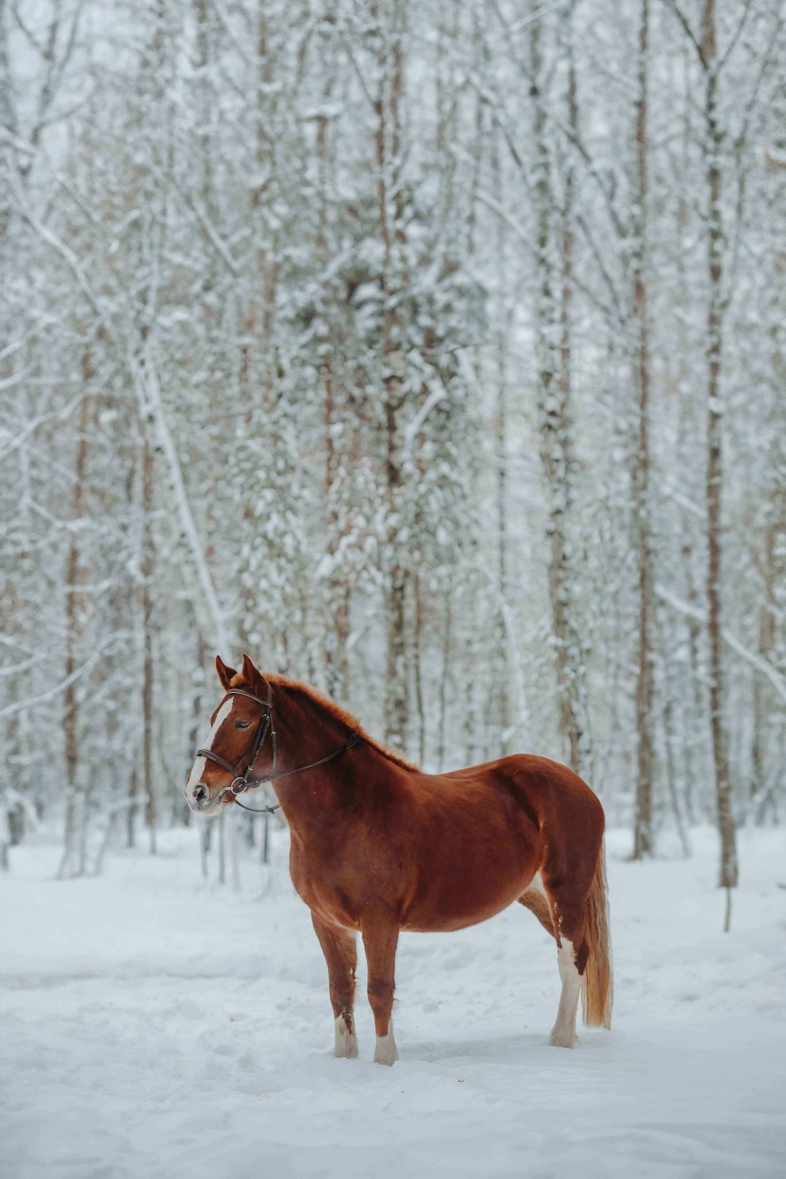Съемка для лошадей. Анна Молчанова конный фотограф в Тюмени | фотосессии с лошадьми Тюмень