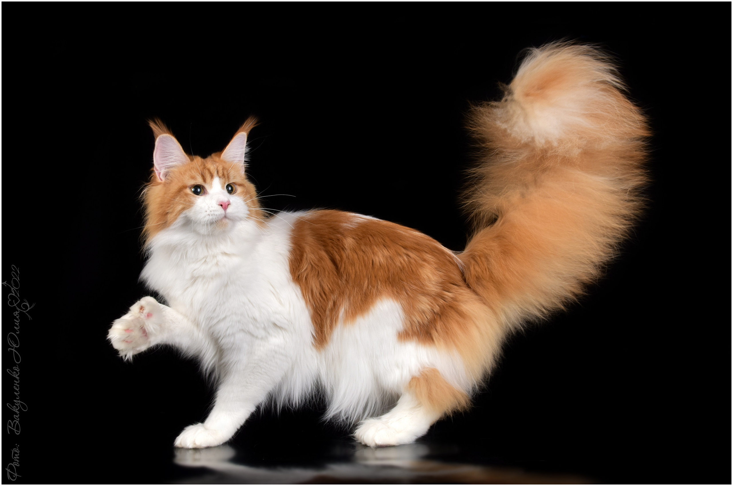 Взрослые. Фотограф анималист | семейный Юлия Вакуленко, г. Краснодар