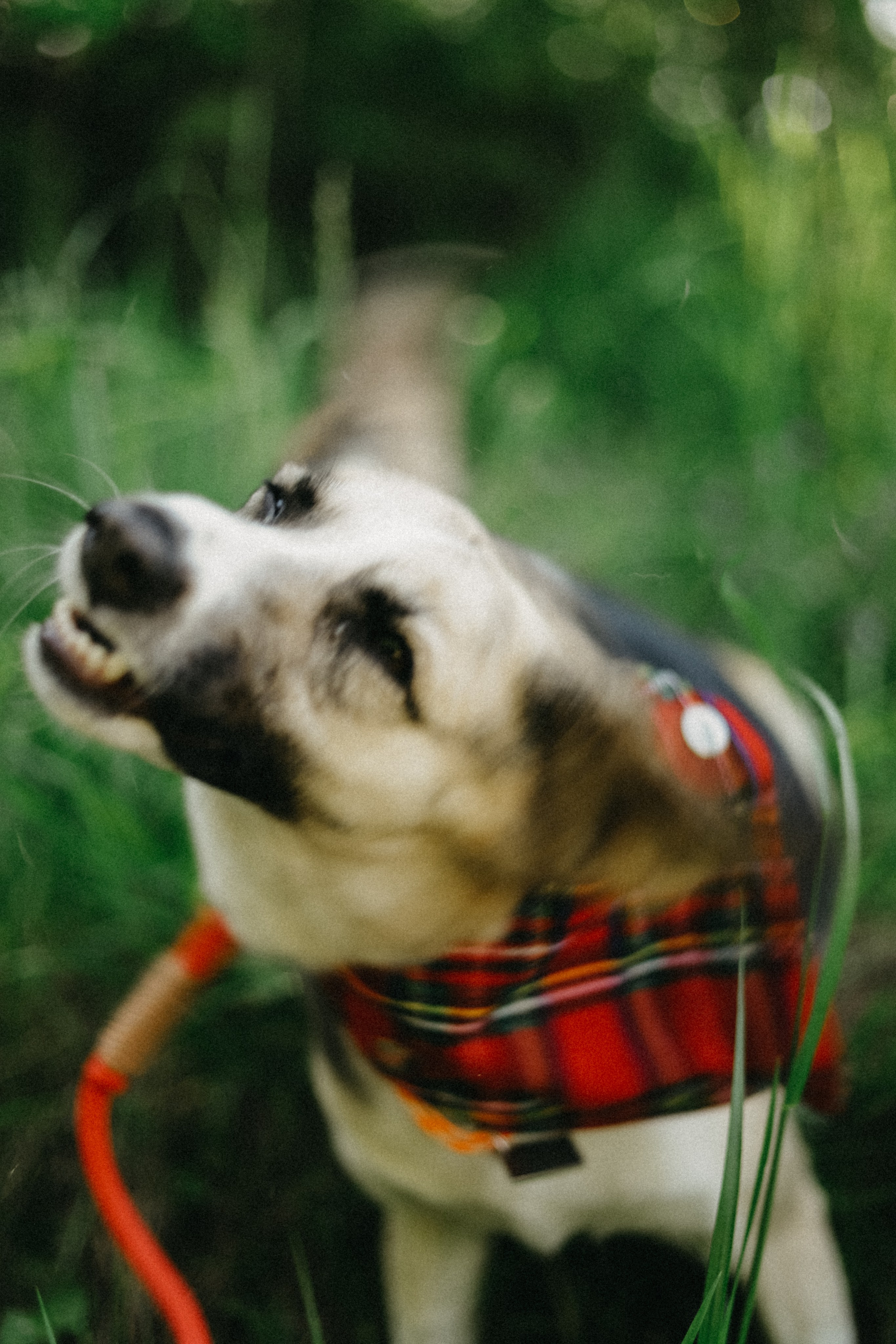 Для приюта (уже дома). Фотограф Москва и Санкт-Петербург
