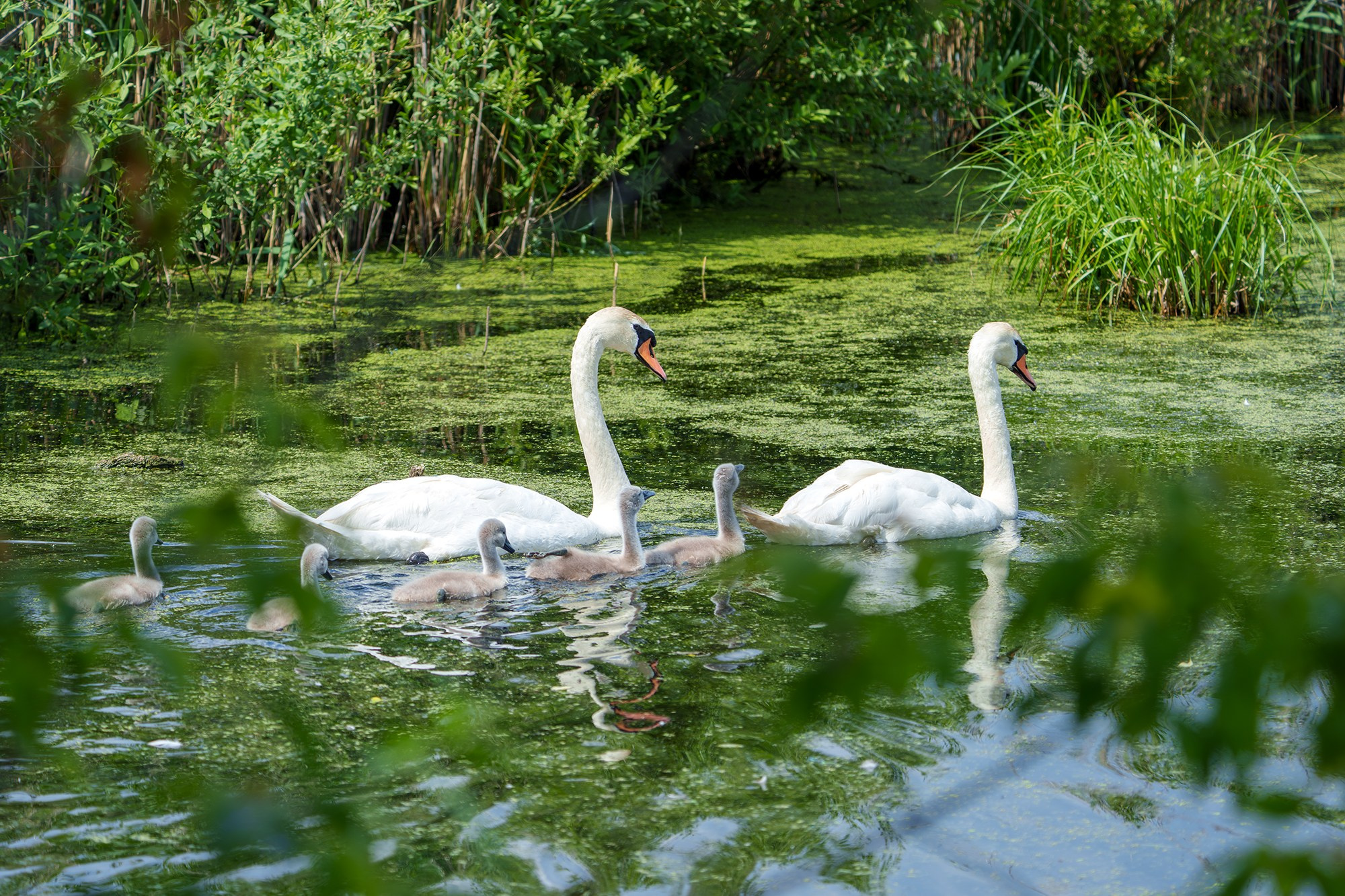 Удивительные мир птиц. Вокруг нас столько прекрасного — присмотритесь!. Ваш личный фотограф Марина Волкова