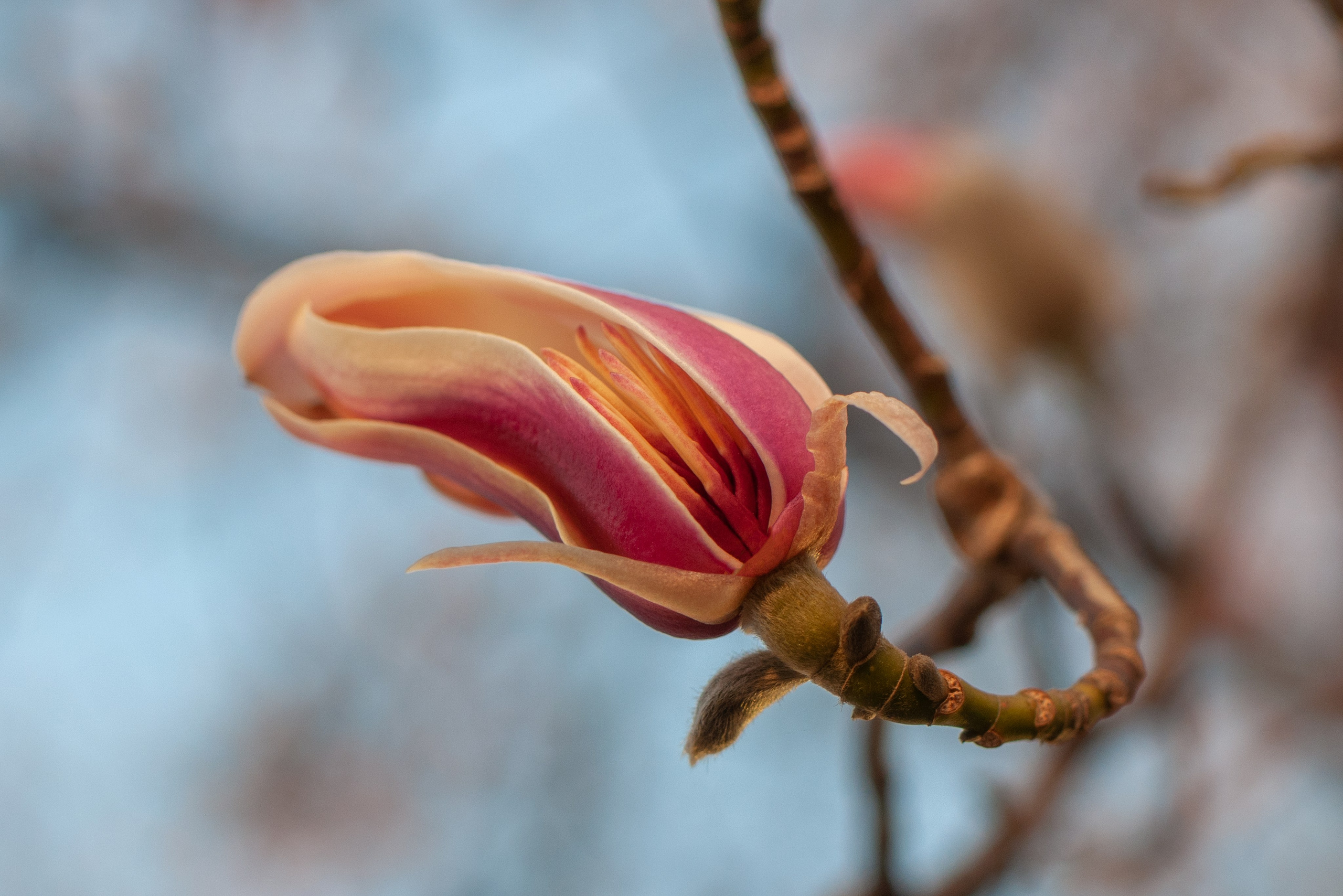 Весна. FotoGraf