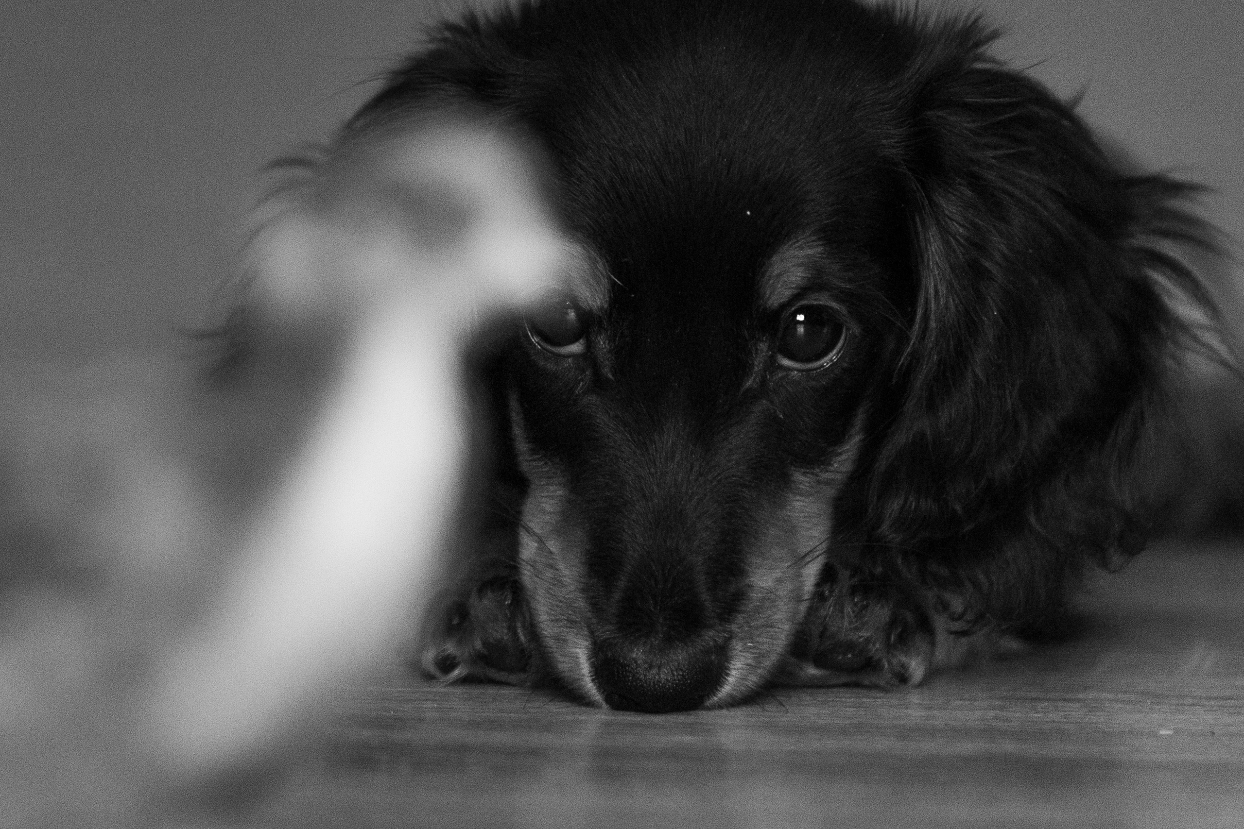 Собаки. Конный фотограф Валынкина Лера