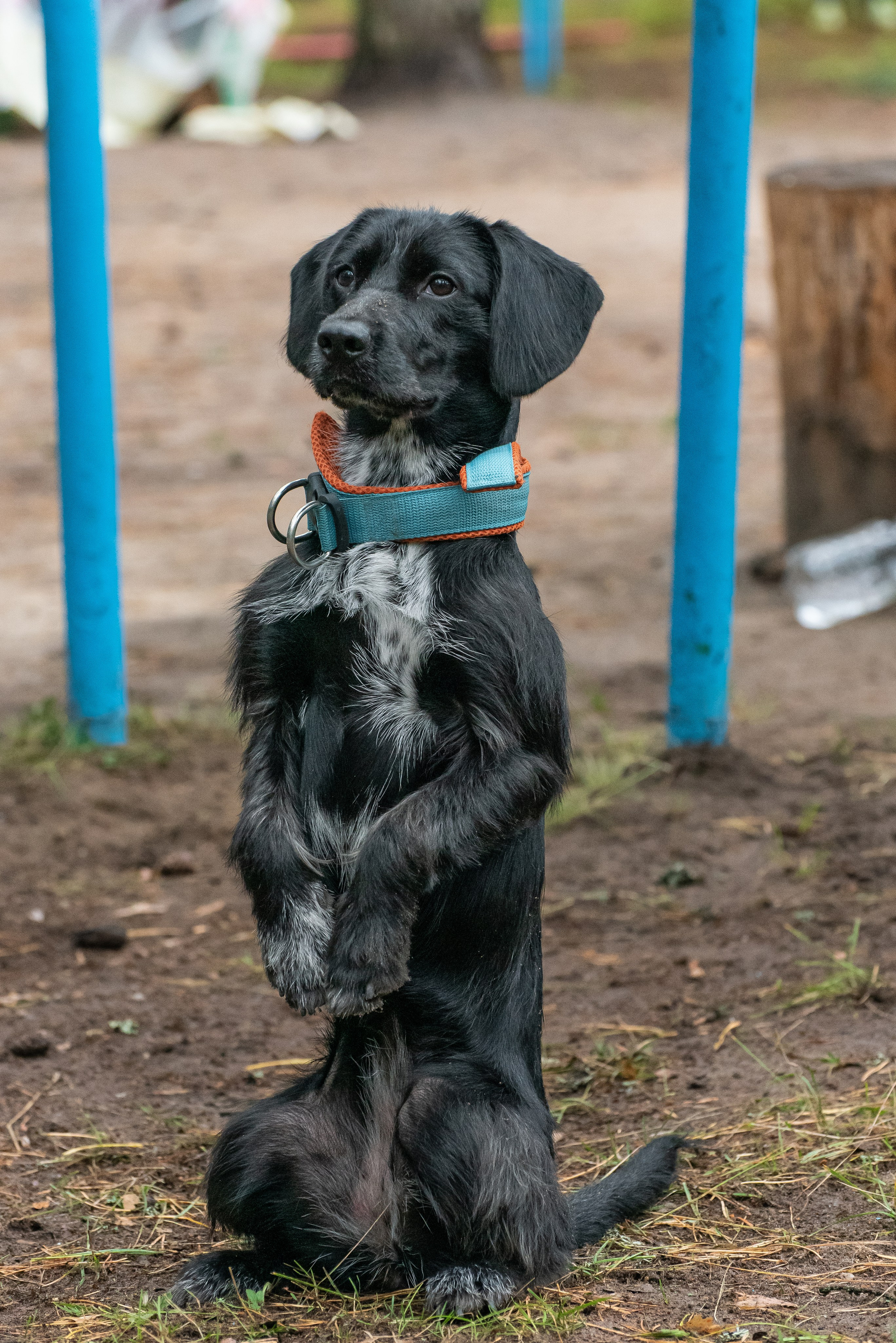 Хвостатые каникулы Детский кинологический лагерь. Фотограф Макс Огурцов в Нижнем Новгороде