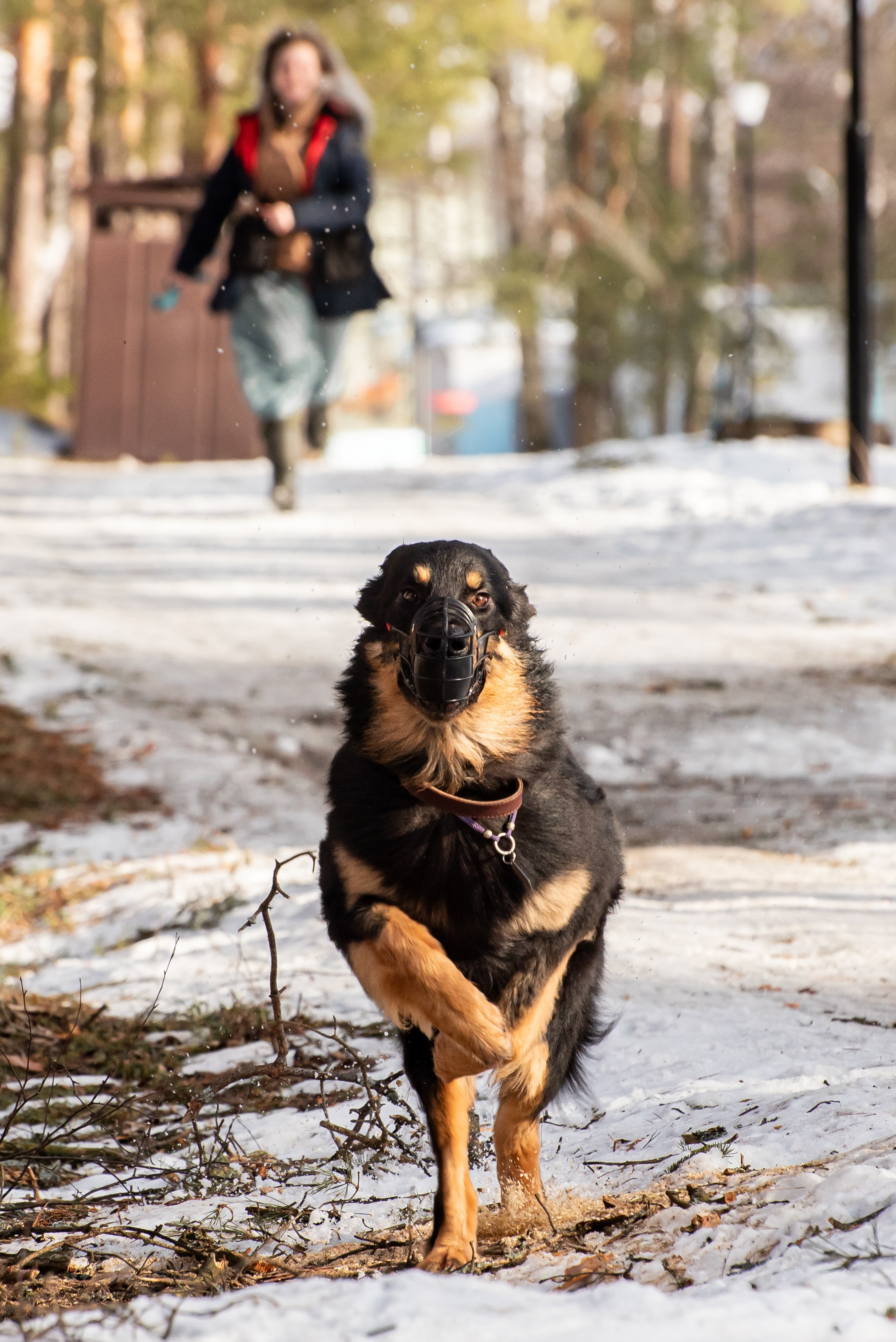 Фотосъёмка с собаками в Кинологическом лагере. Фотограф Макс Огурцов в Нижнем Новгороде