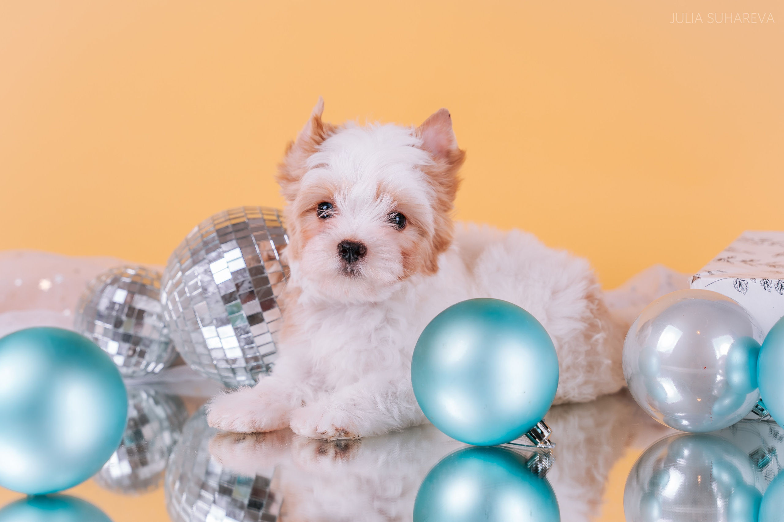 Йоркширский терьер (домашняя съемка). Главная