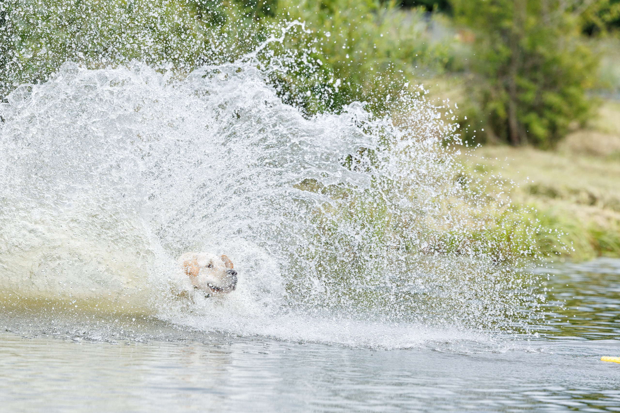 Фотограф-анималист и бренд-фотограф в Москве | Фотография собак, людей, бизнес-портрет