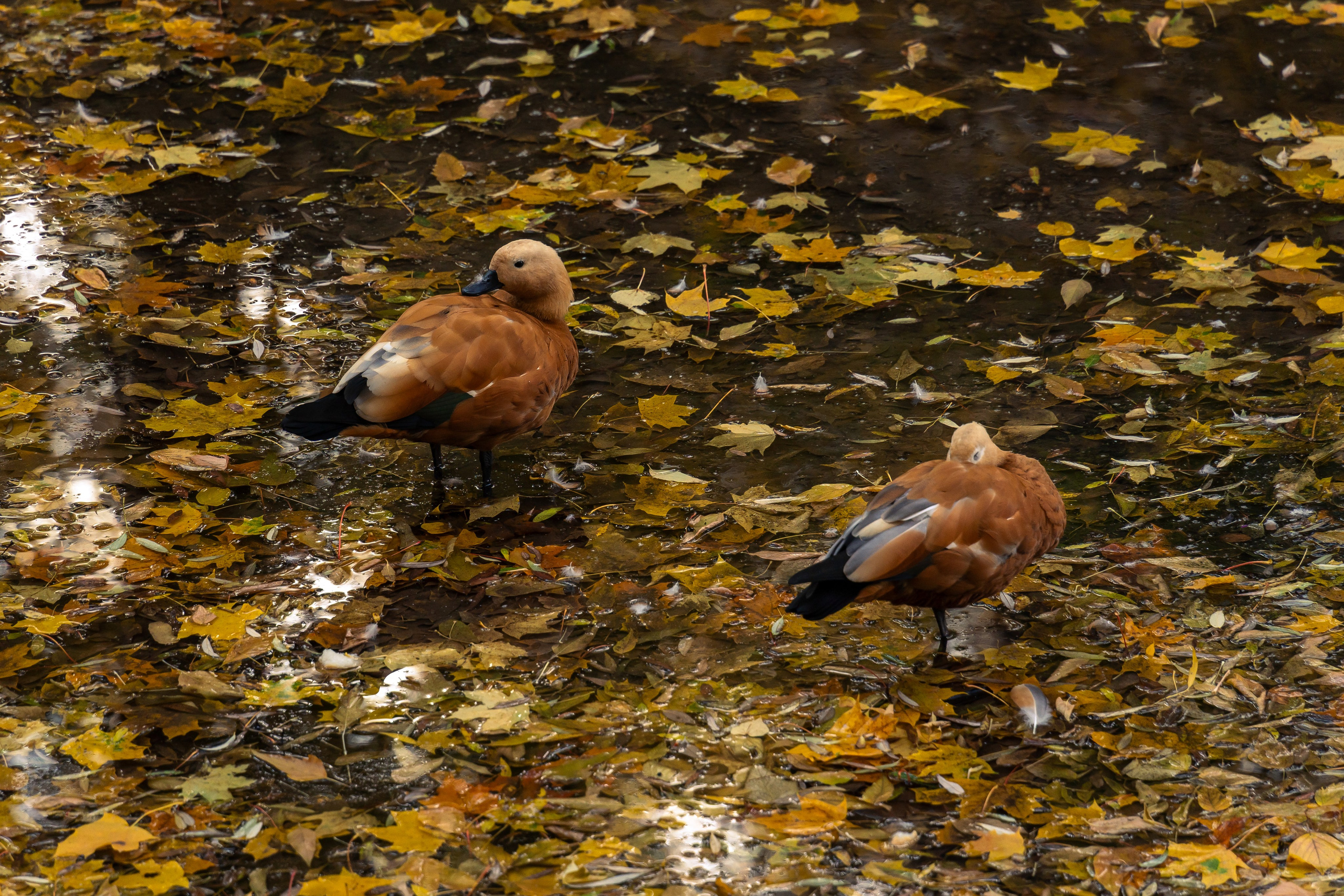 20251011 Нескучный сад. Дмитрий Ремизов. Фотография, как хобби