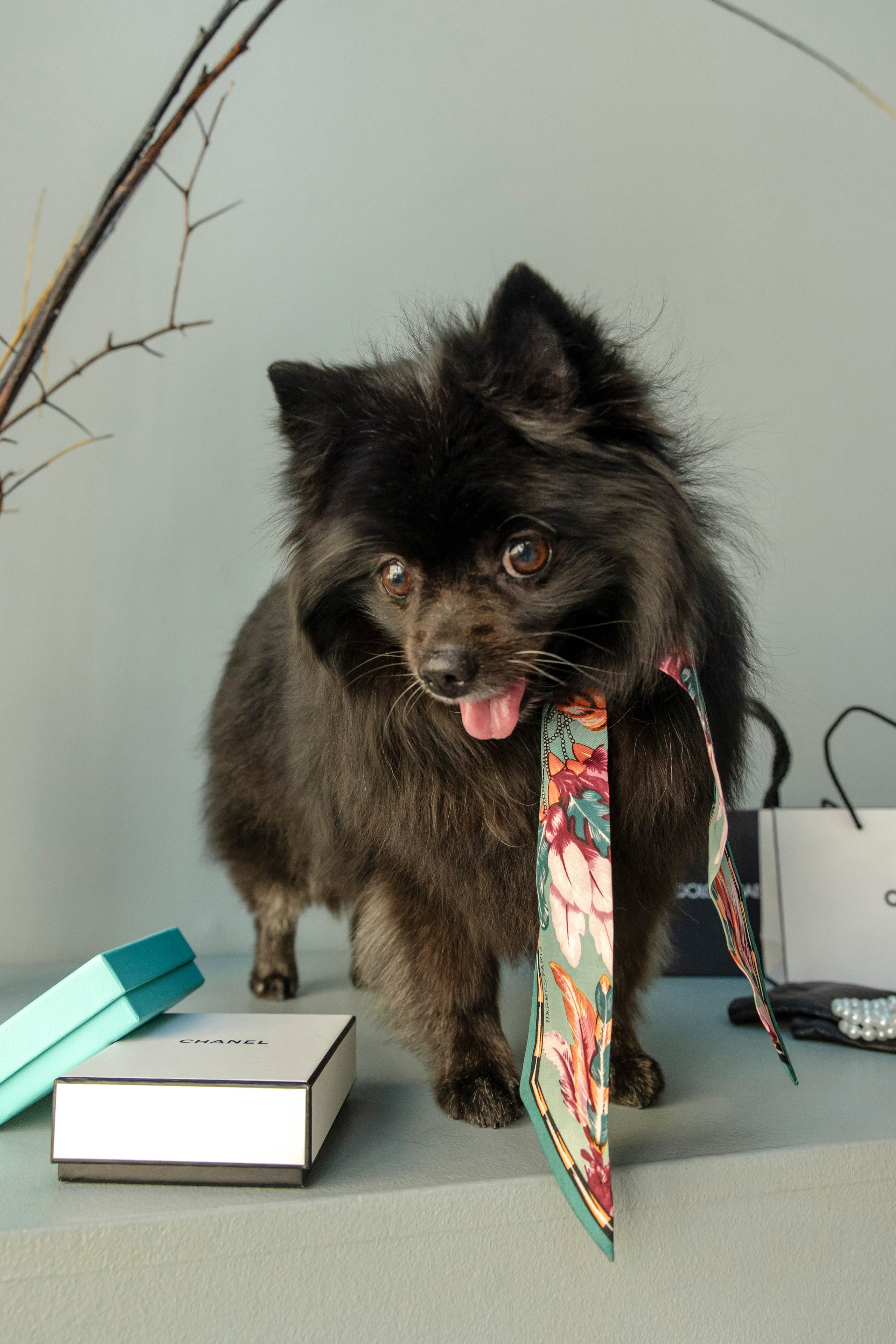 Съемка в студии с собакой. Анастасия Белаш