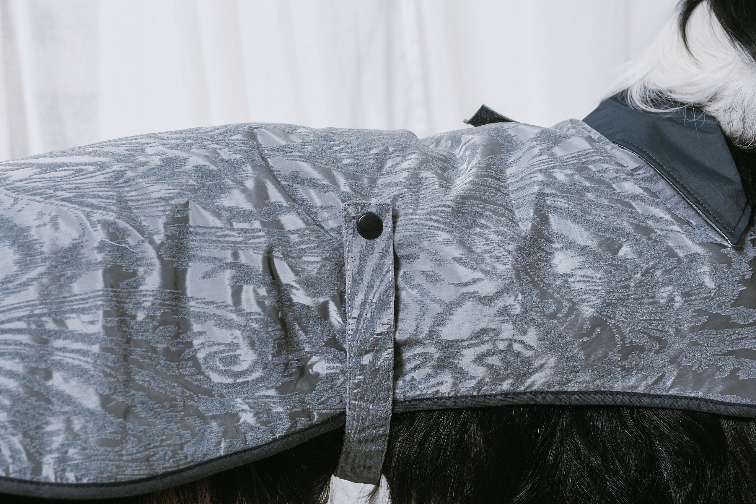 Съемка для бренда TEDDYBOY. Фотограф-анималист Татьяна Степанова