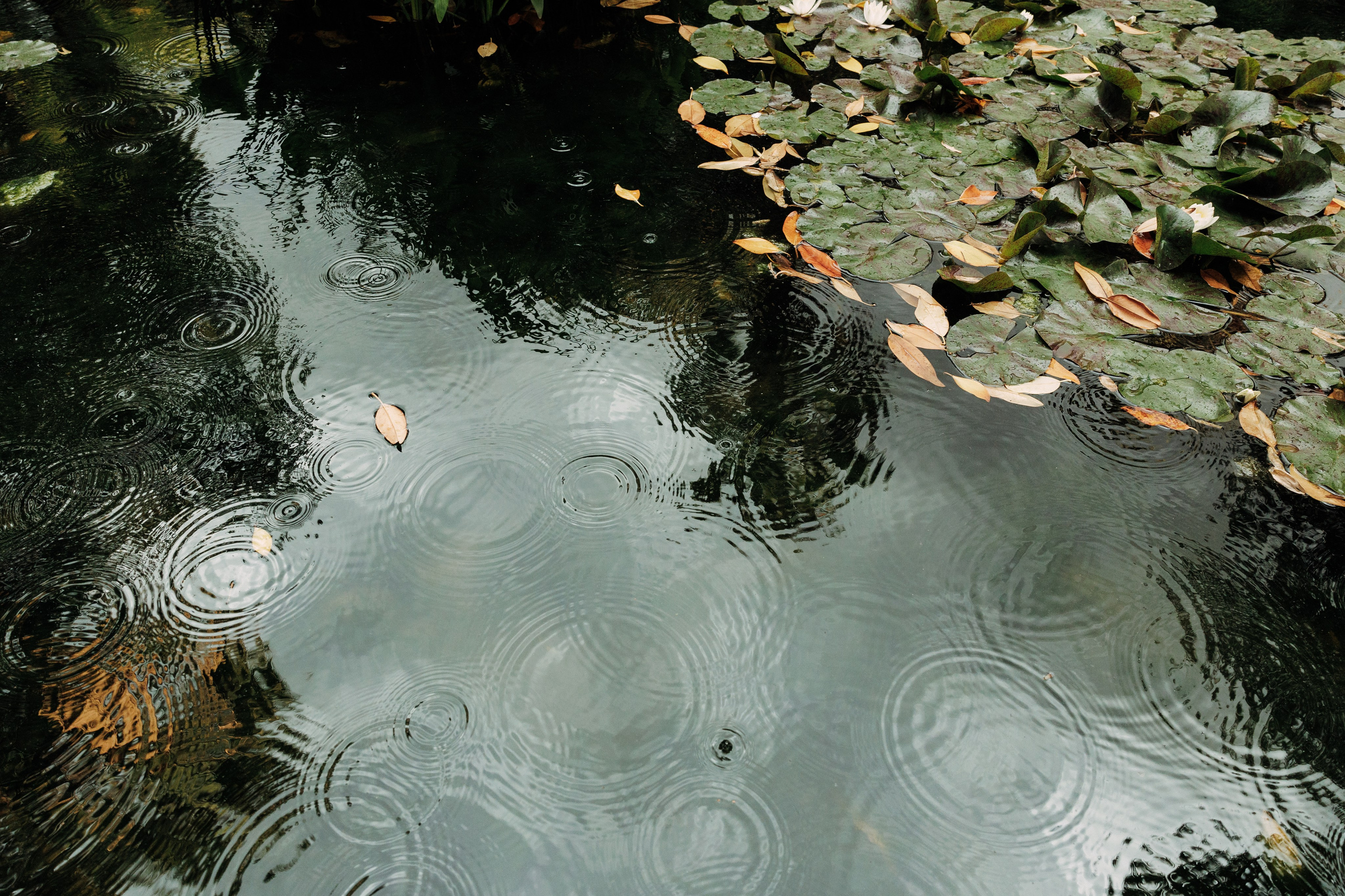 Алим и Беатрис. Свадебный фотограф в Спб Сергей Баланян