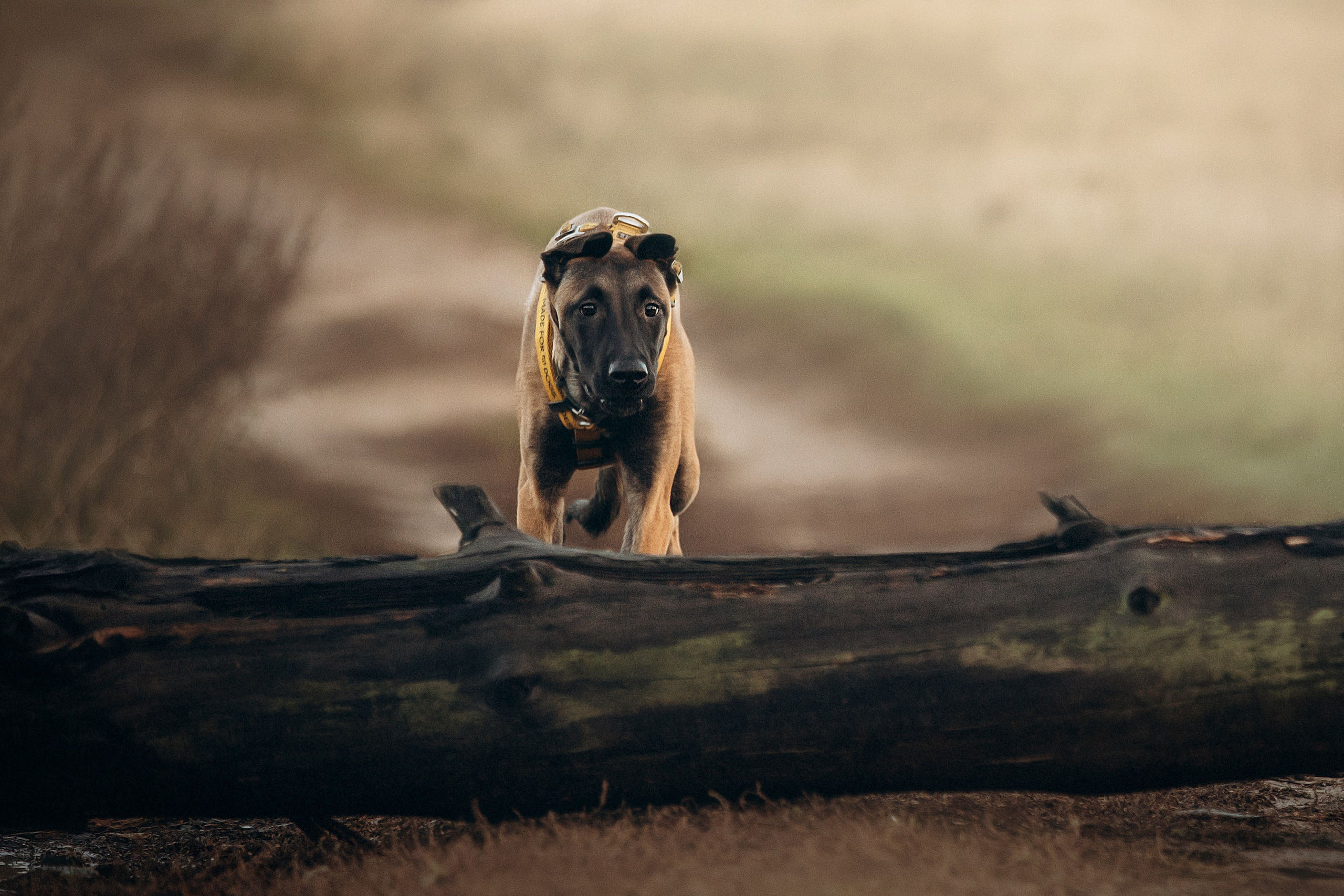 Трисс, Эста, Яся и их семья. Фотограф — Анималист | Санкт-Петербург