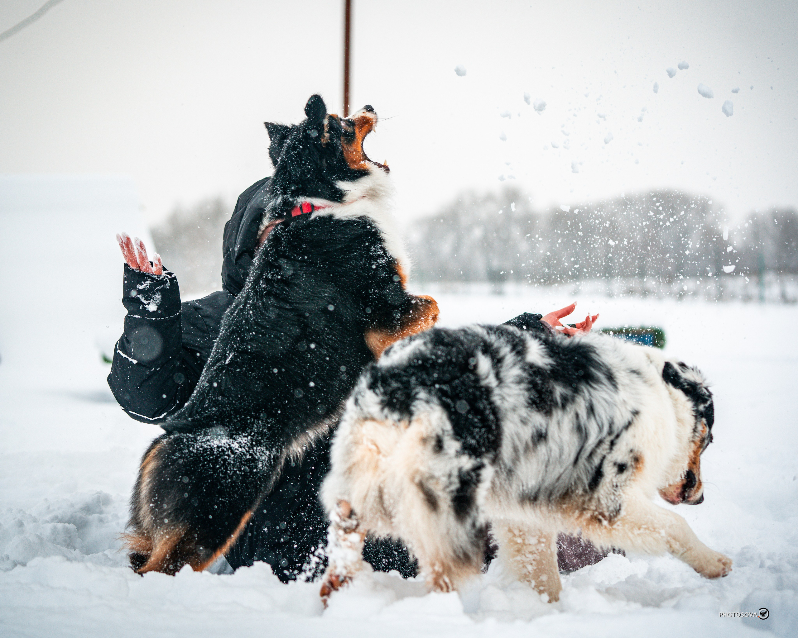 ФОТОПАМЯТЬ ВАШИХ ЭМОЦИЙ. Фотограф-анималист, семейный фотограф в Москве и Подмосковье. Фотосъёмка кинологических дисциплин