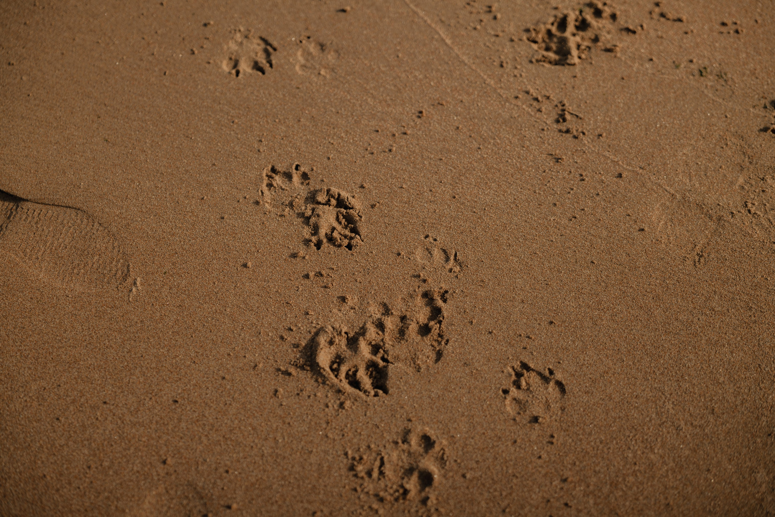 Семейная фотосессия спб. Фотограф Ника Лиепа