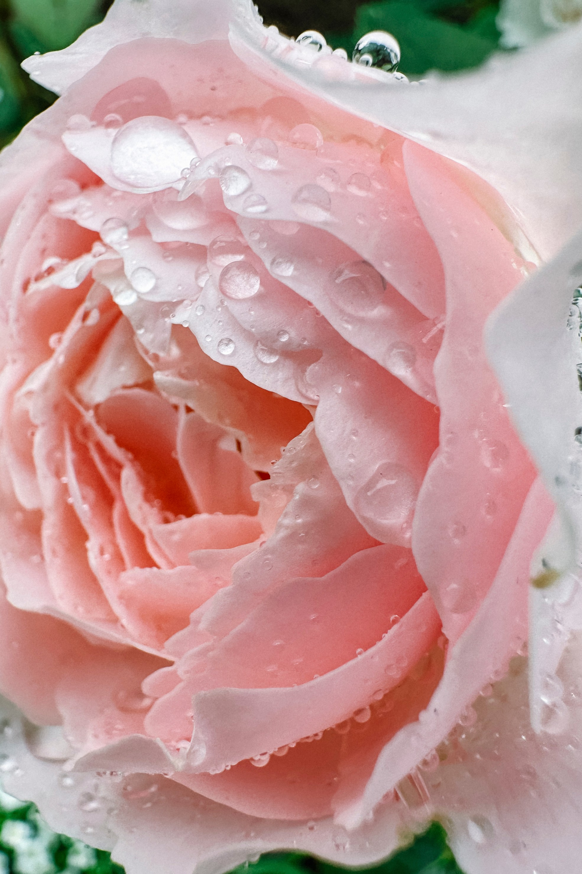 Природа. Команда фотографов Кристины Ивановой