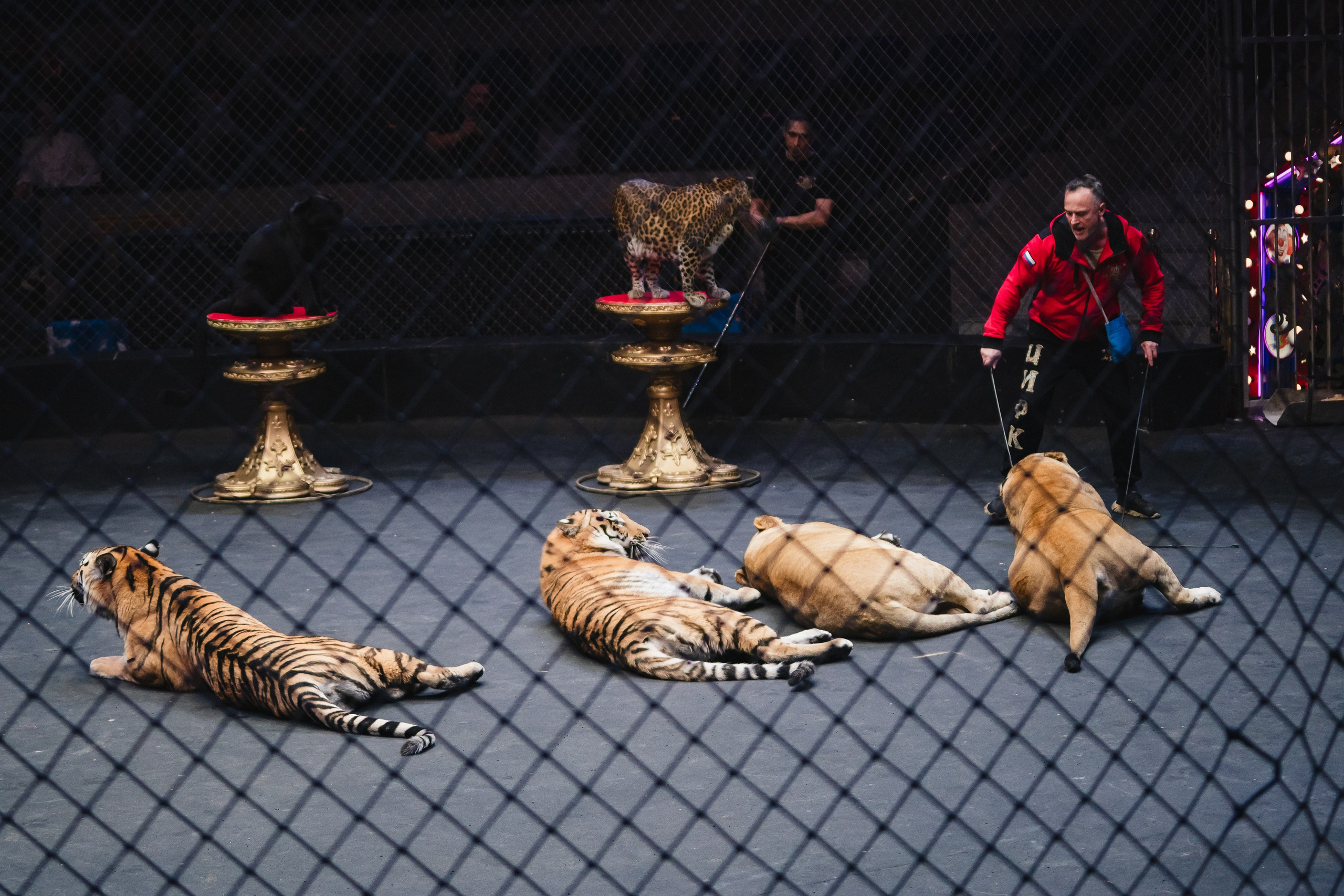 5 Континентов — Открытая репетиция. Воробьева Ксения — Спортивный и танцевальный фотограф Новосибирск