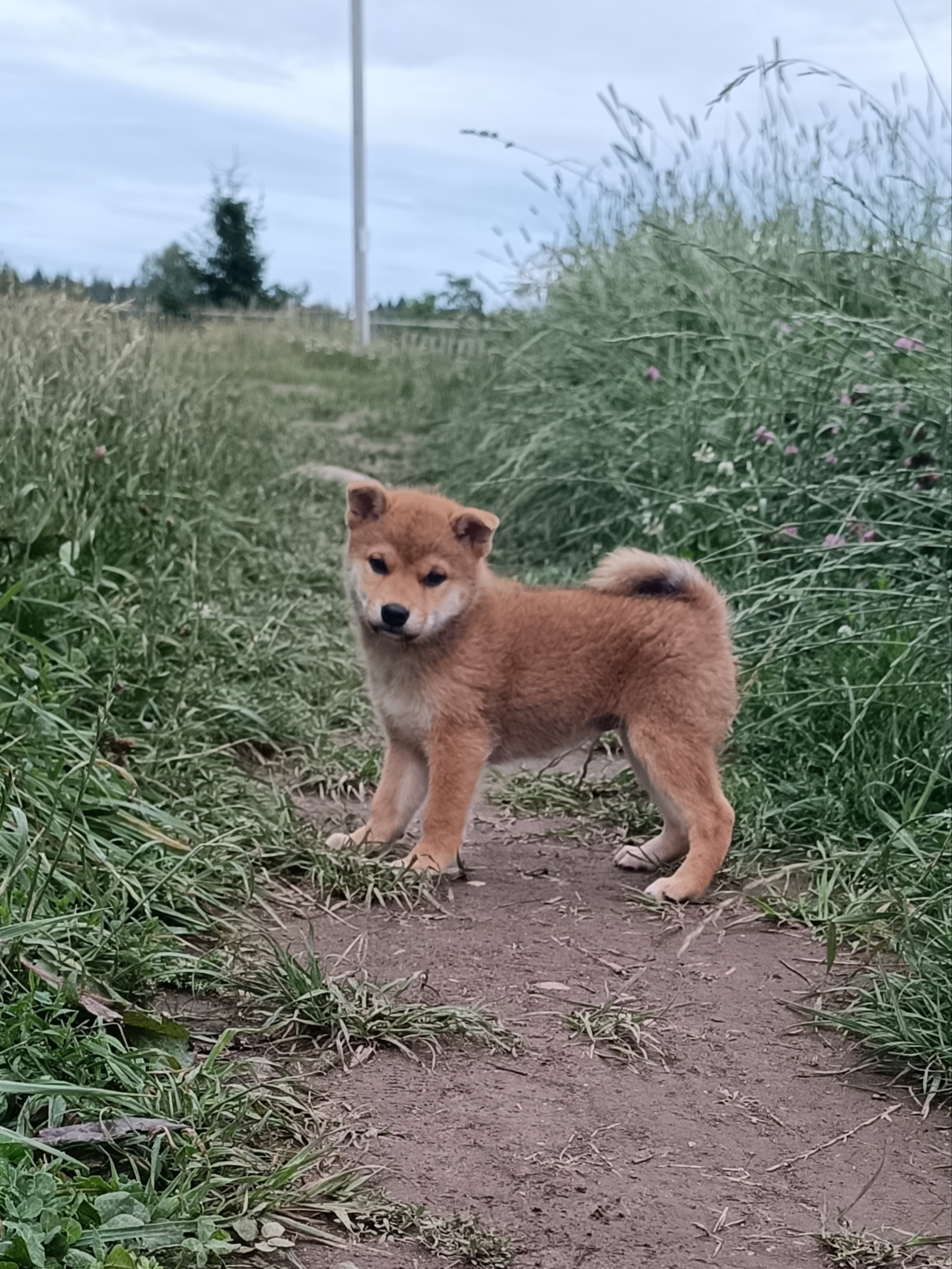 сиба питомник Рубилайт щенки на продажу rubylight  сиба щенки купить СПб Санкт-Петербург 