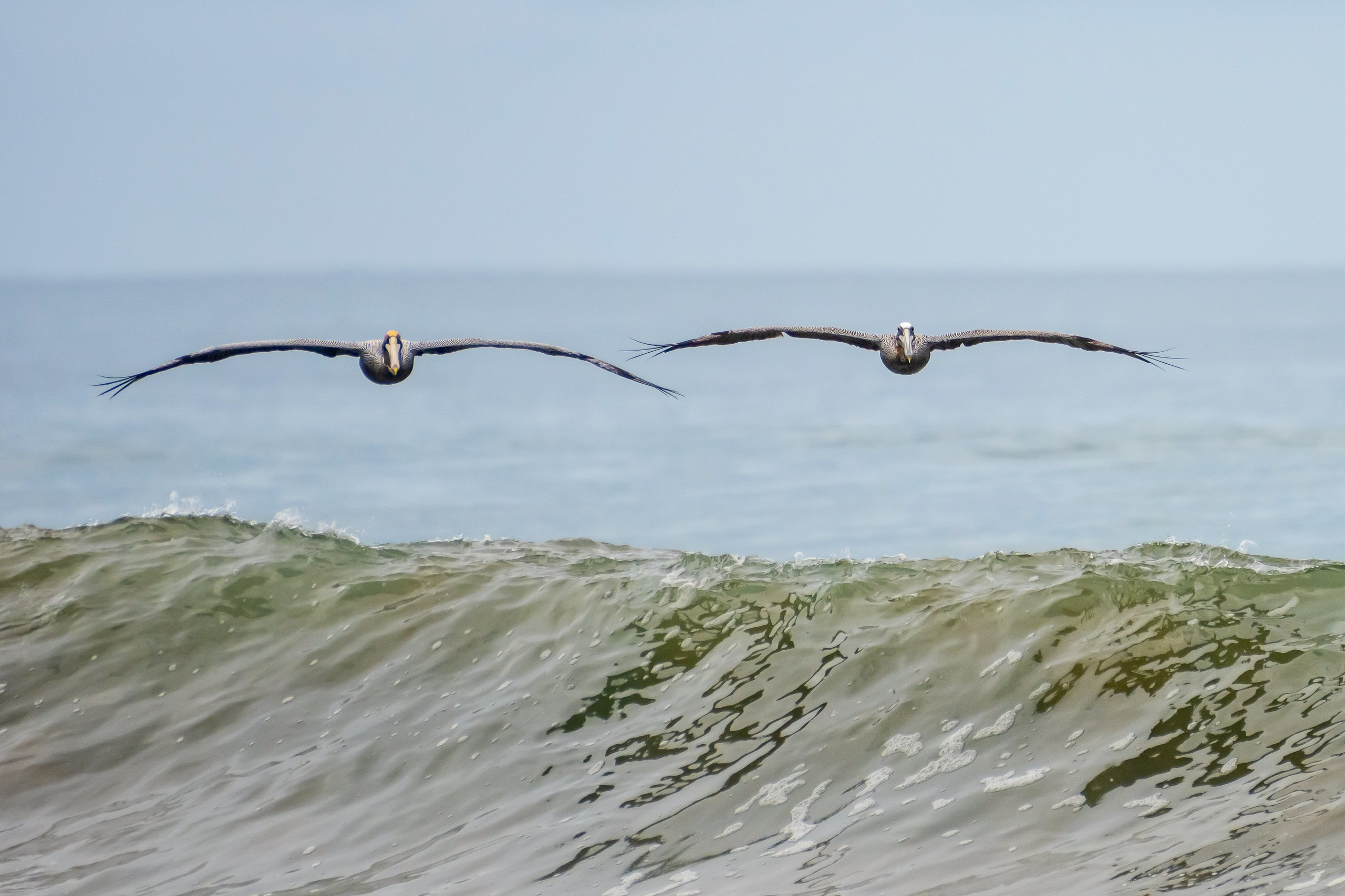 Пейзажный фотограф, Фотографии дикой природы. Foto-Zuev фотография как искусство
