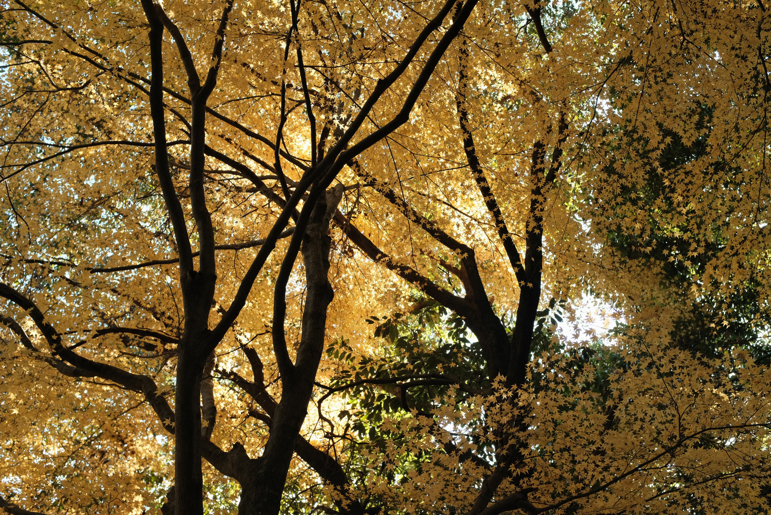 Nature. Regina Platonova