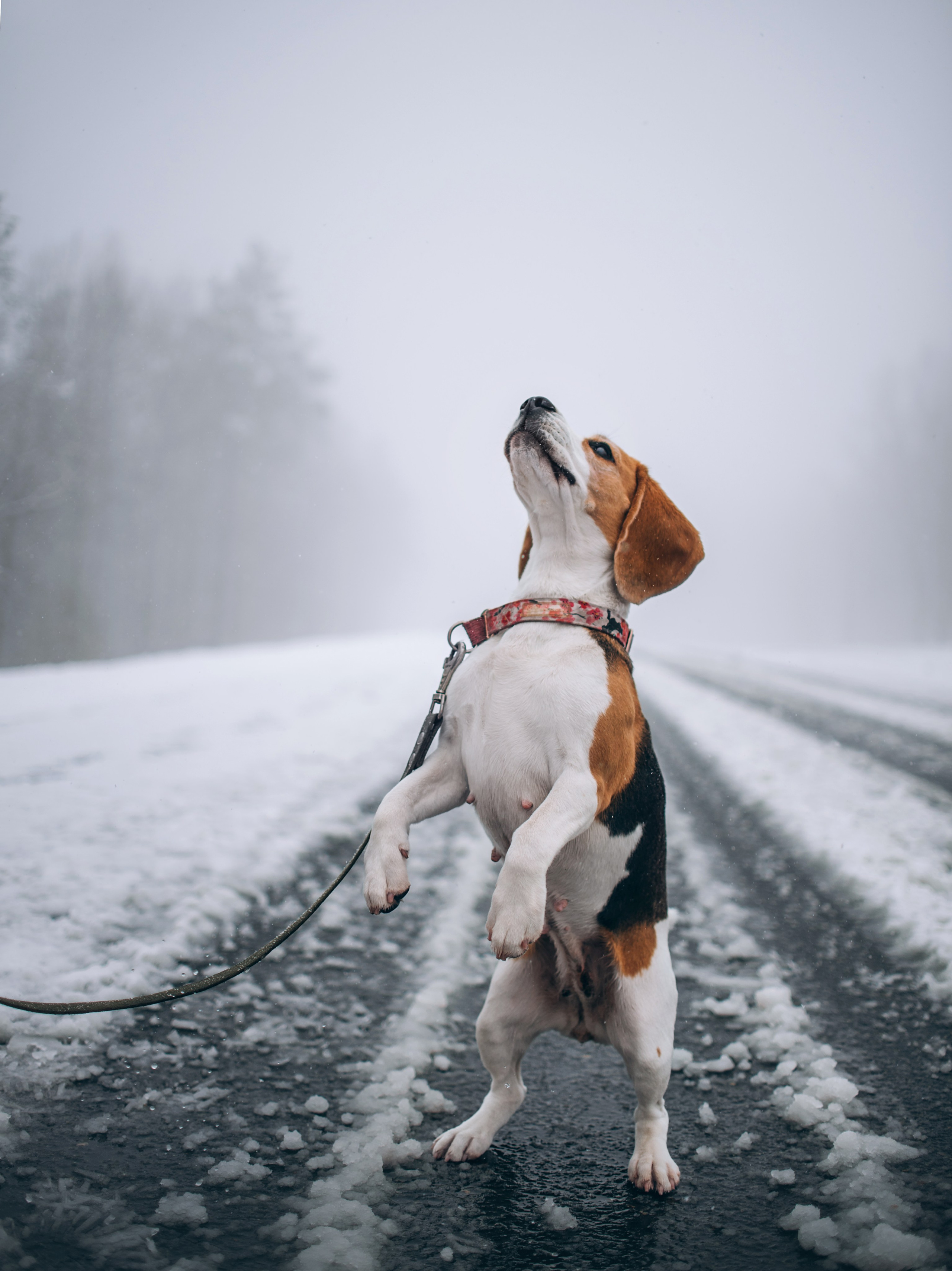 Прогулка с собаками: бигли и Лена. Портфолио