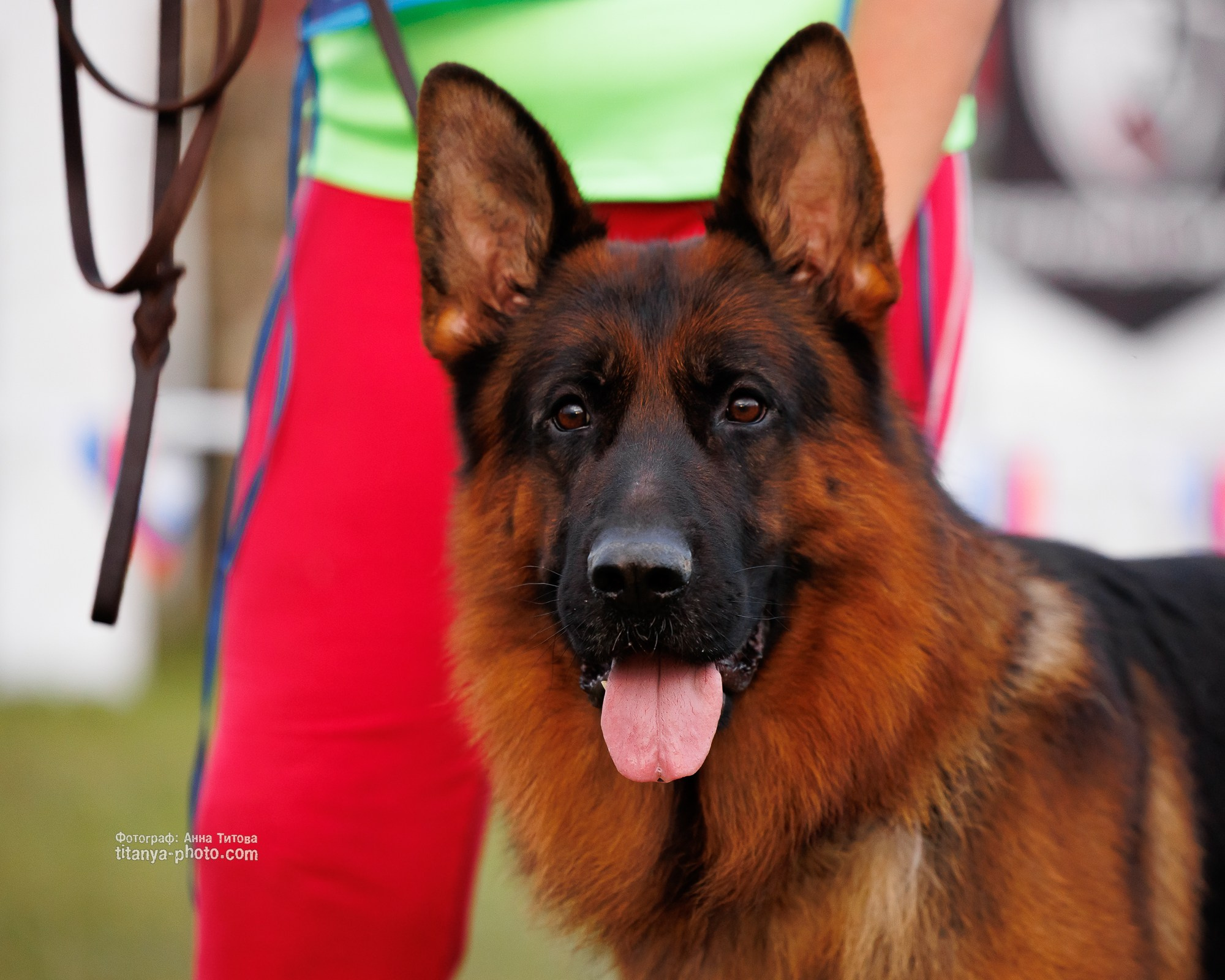 Немецкие овчарки: фото из рингов и вне ринга, мутпроба (фотографии с выставок). Фотограф собак, фотограф-анималист Аня Титова (Titanya). Москва