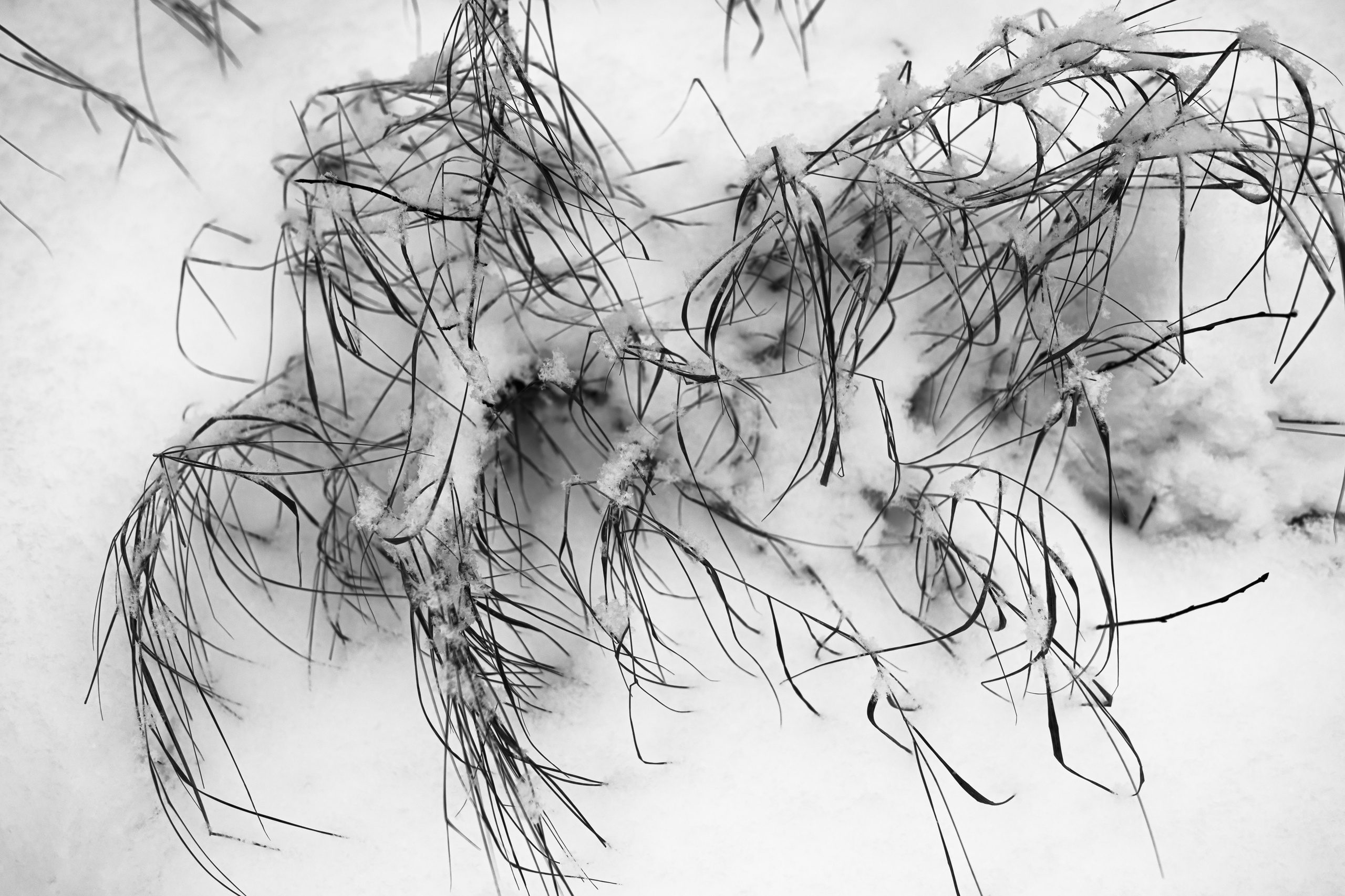 Landscape, nature, plants, details of the world around us. Personal website of photographer Dmitry Raikin