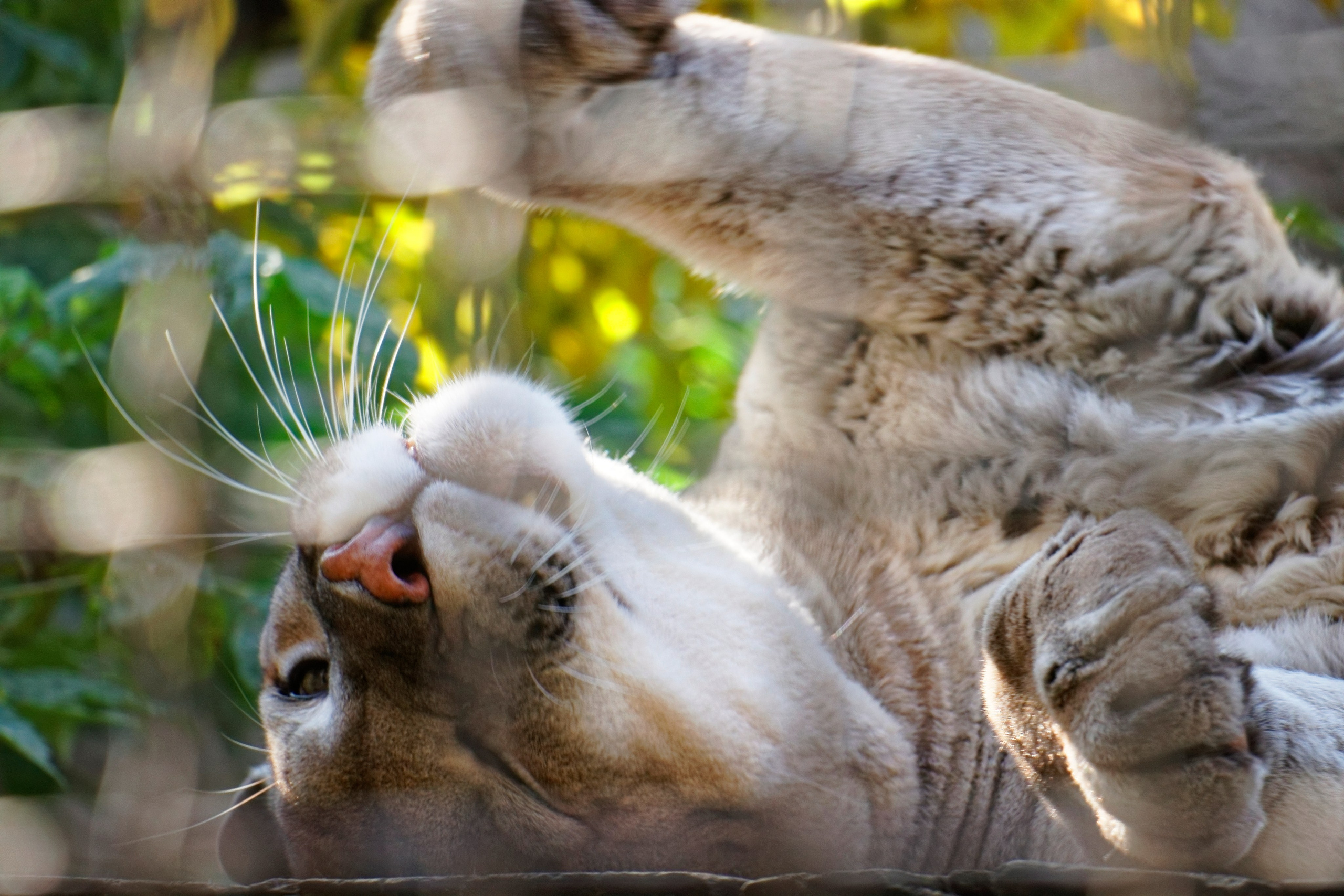 МОСКОВСКИЙ ЗООПАРК. Фотограф Владимир Роля