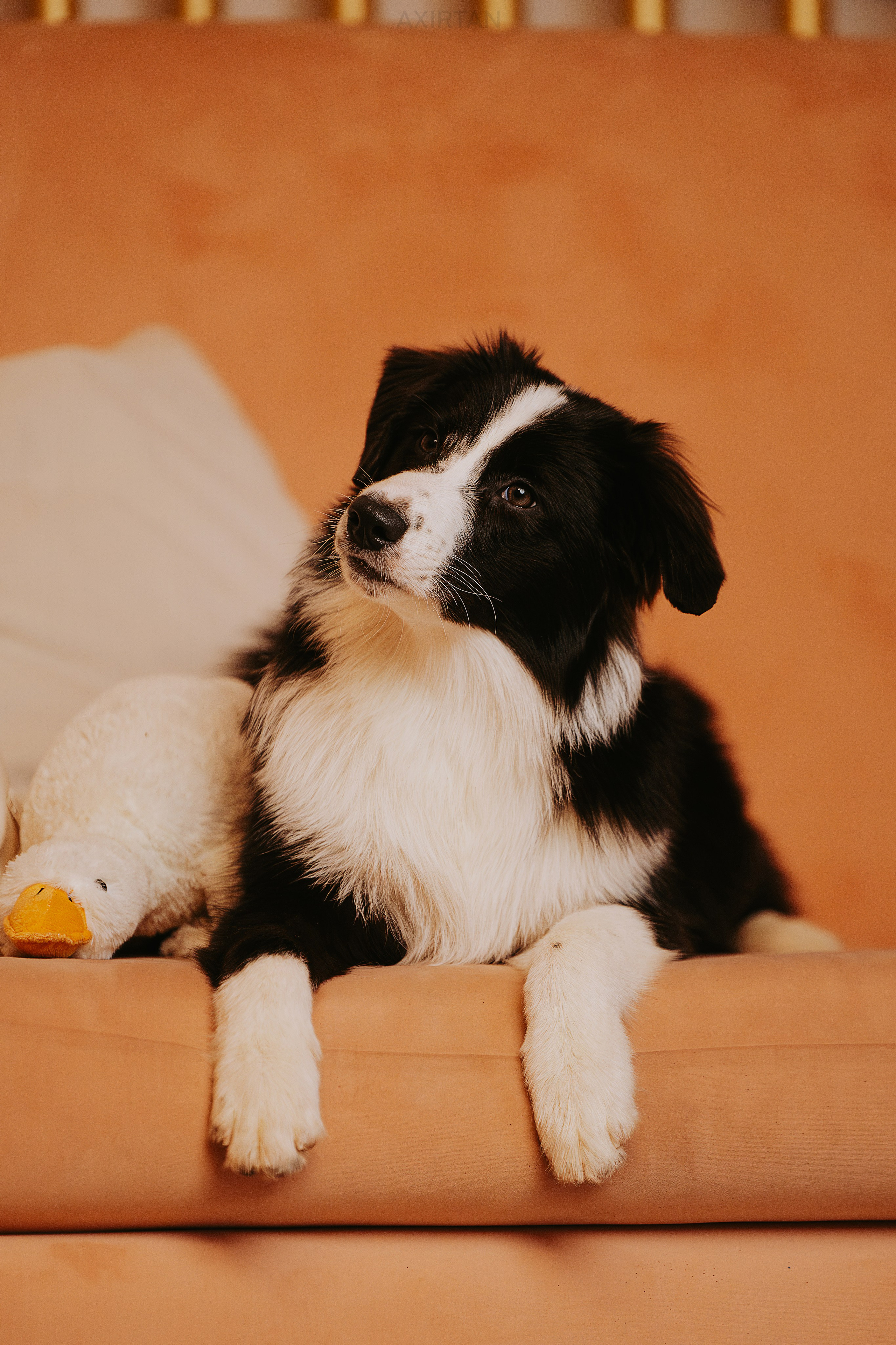 Кубрау. BLGKV питомник собак