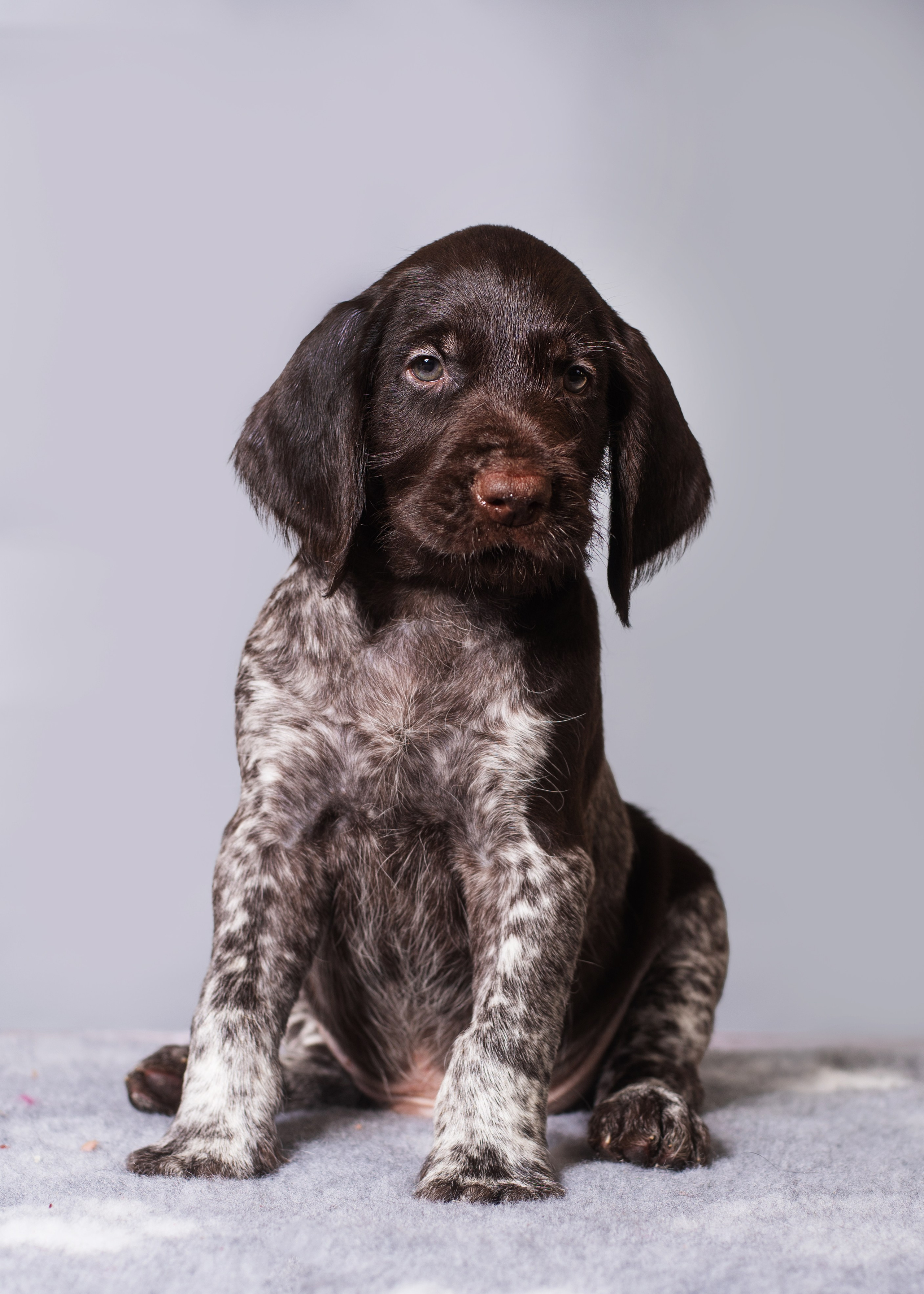 Дратхаарята. Дог-фотограф в Тюмени Александра Королева