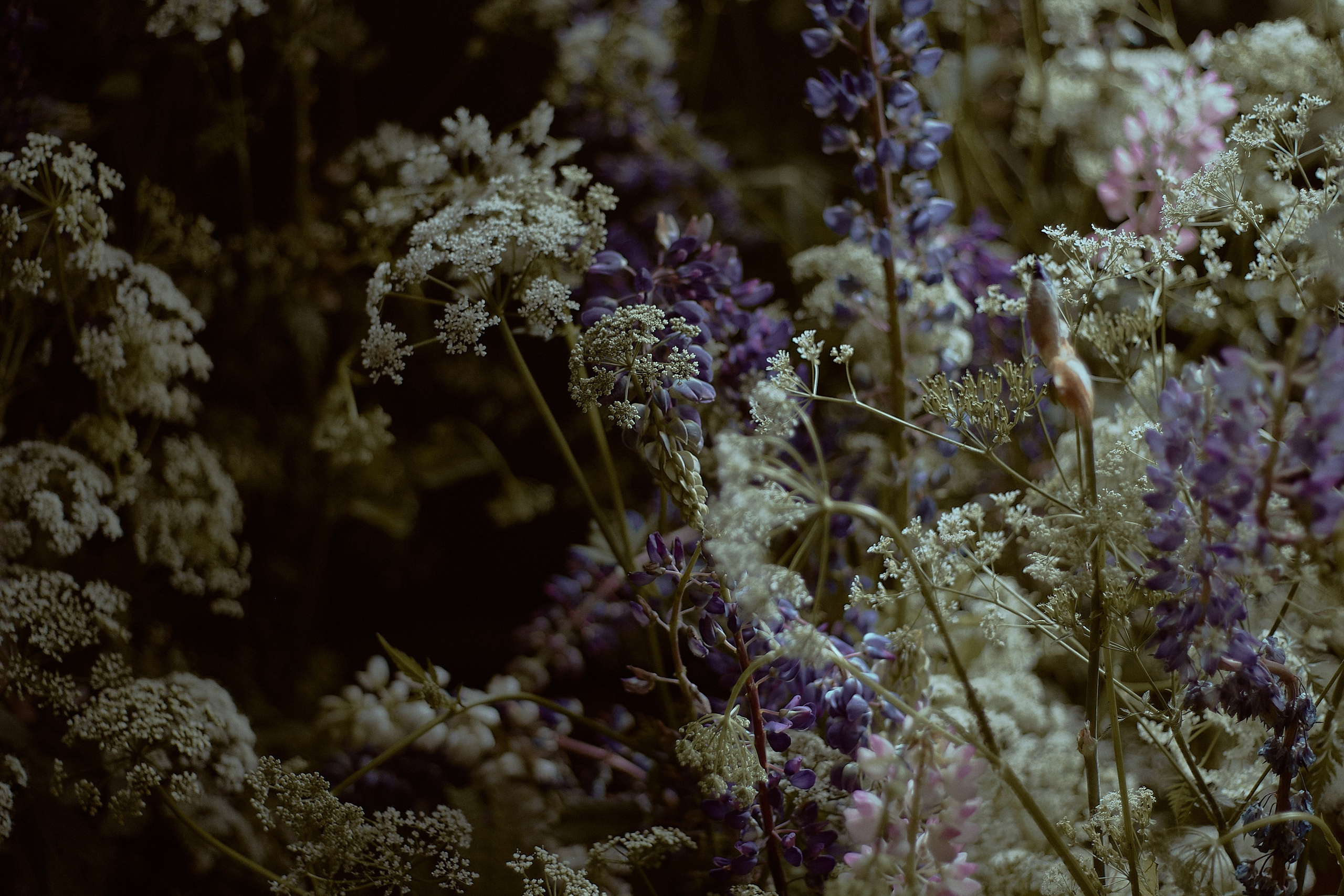 Люпин. Фотограф лавстори Москва/МО Приятелева Ангелина