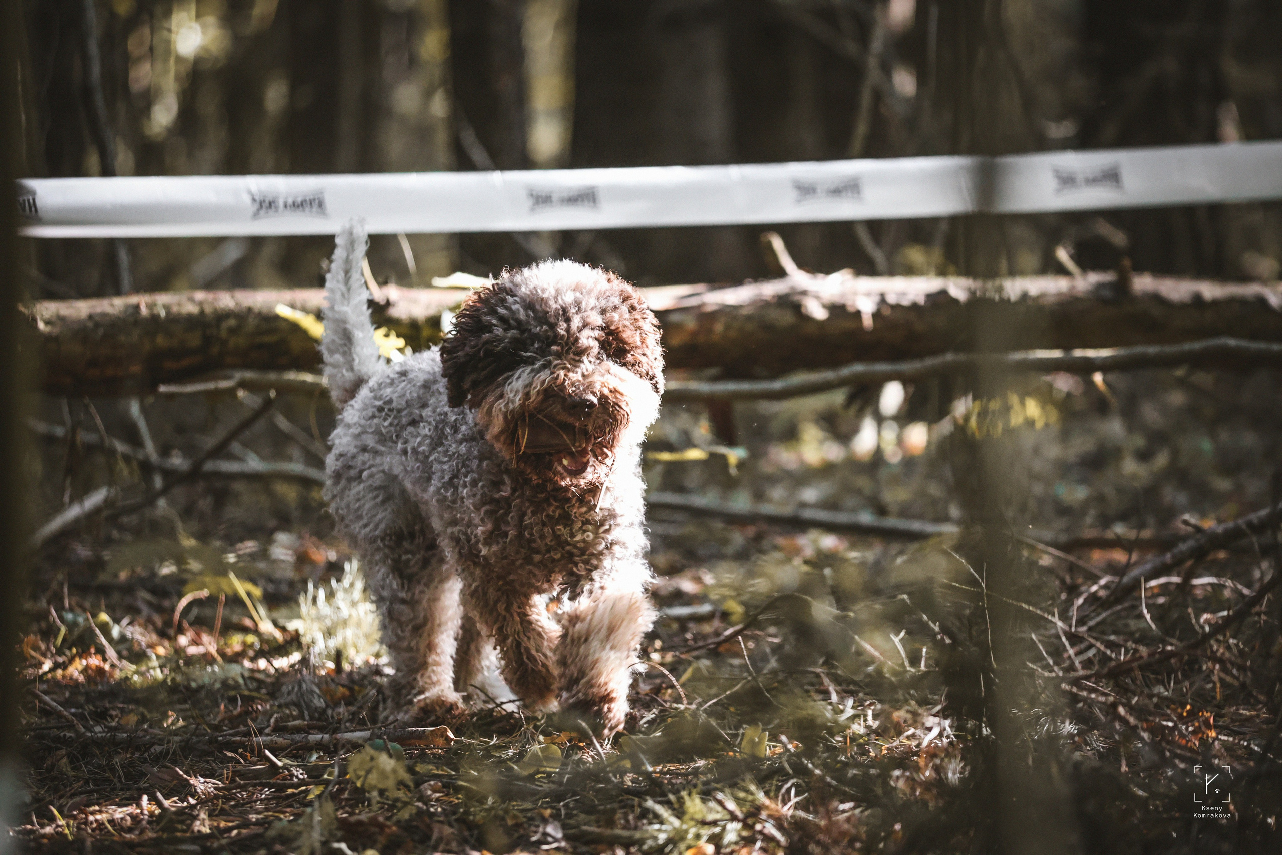 Съемка собак. Анималистика. Репортаж. Индивидуальная съемка