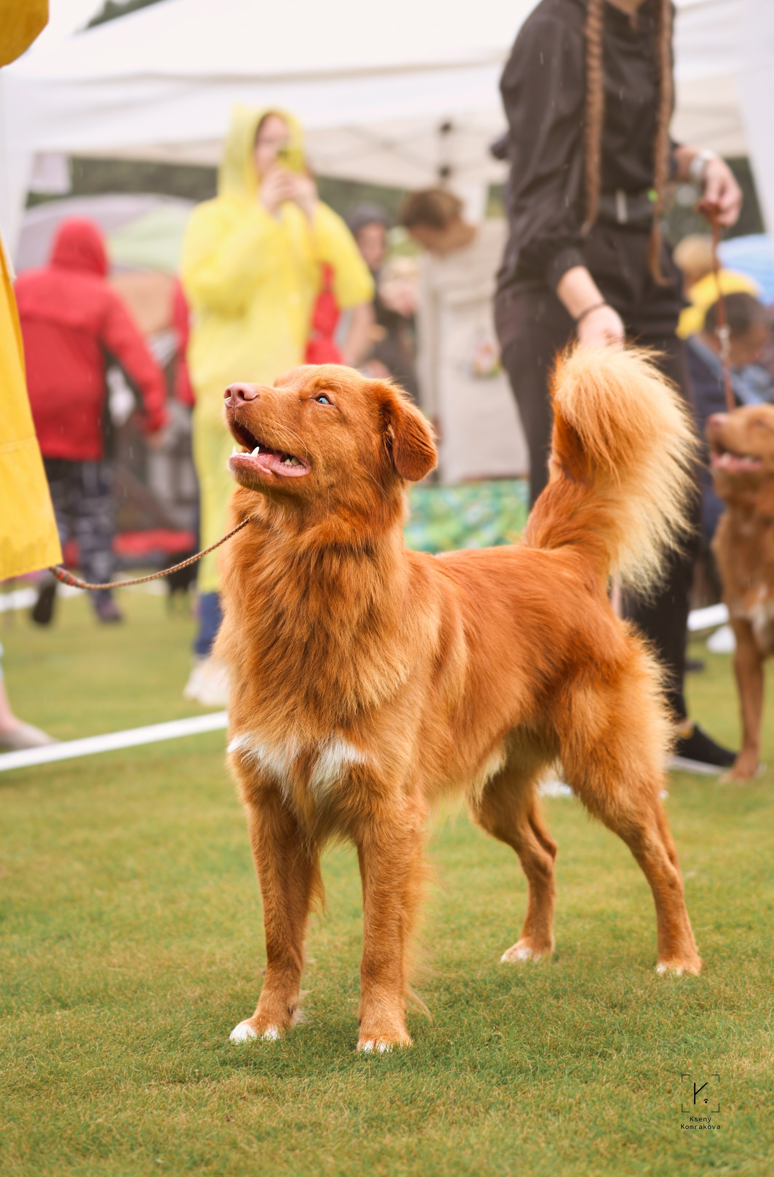 Съемка собак. Анималистика. Репортаж. Индивидуальная съемка