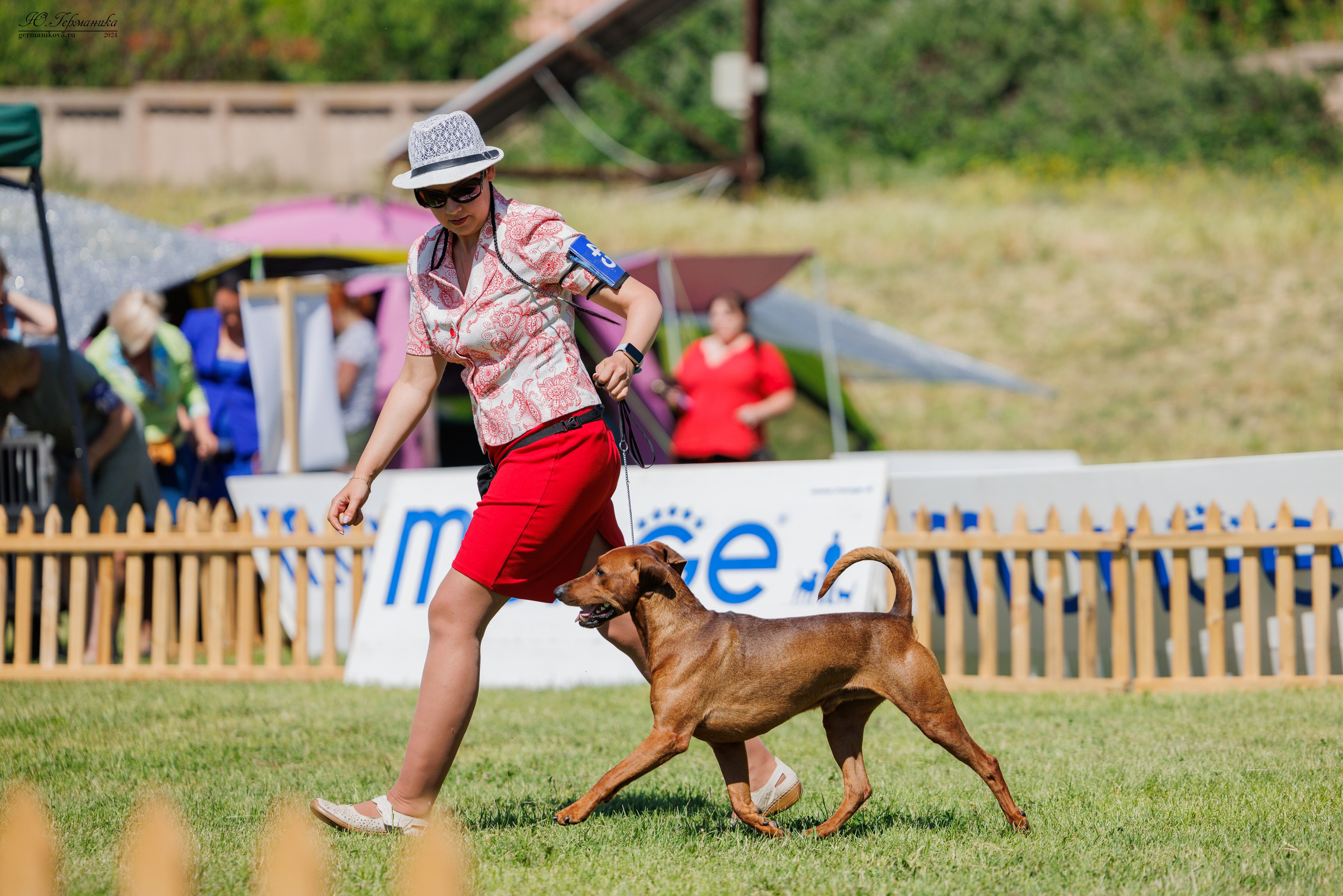 Ереван 3-5.06.2024. Фотограф-анималист Юлия Германика