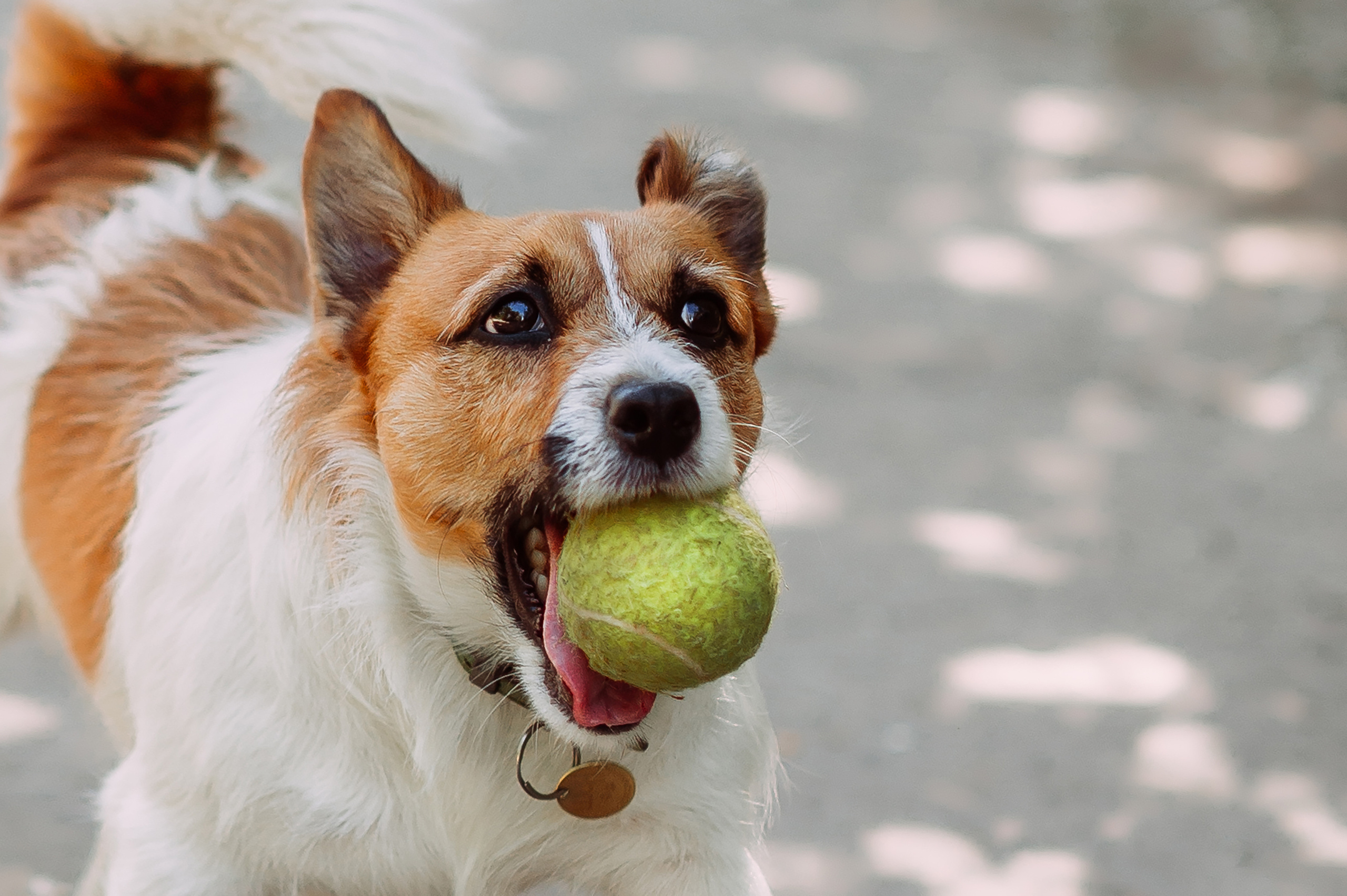 Весенняя прогулка. Свадебный фотограф Алёна Замотаева