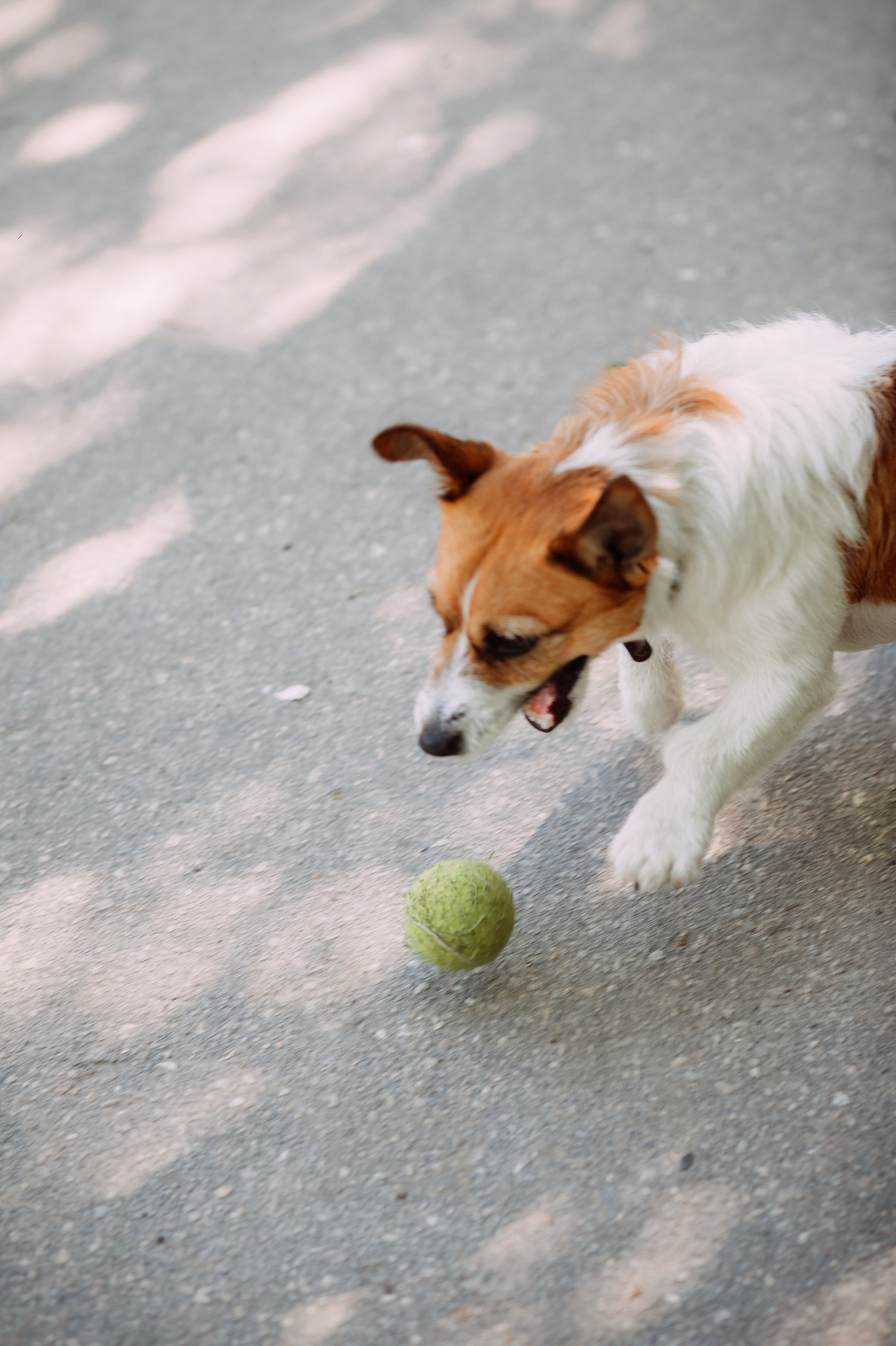 Весенняя прогулка. Свадебный фотограф Алёна Замотаева