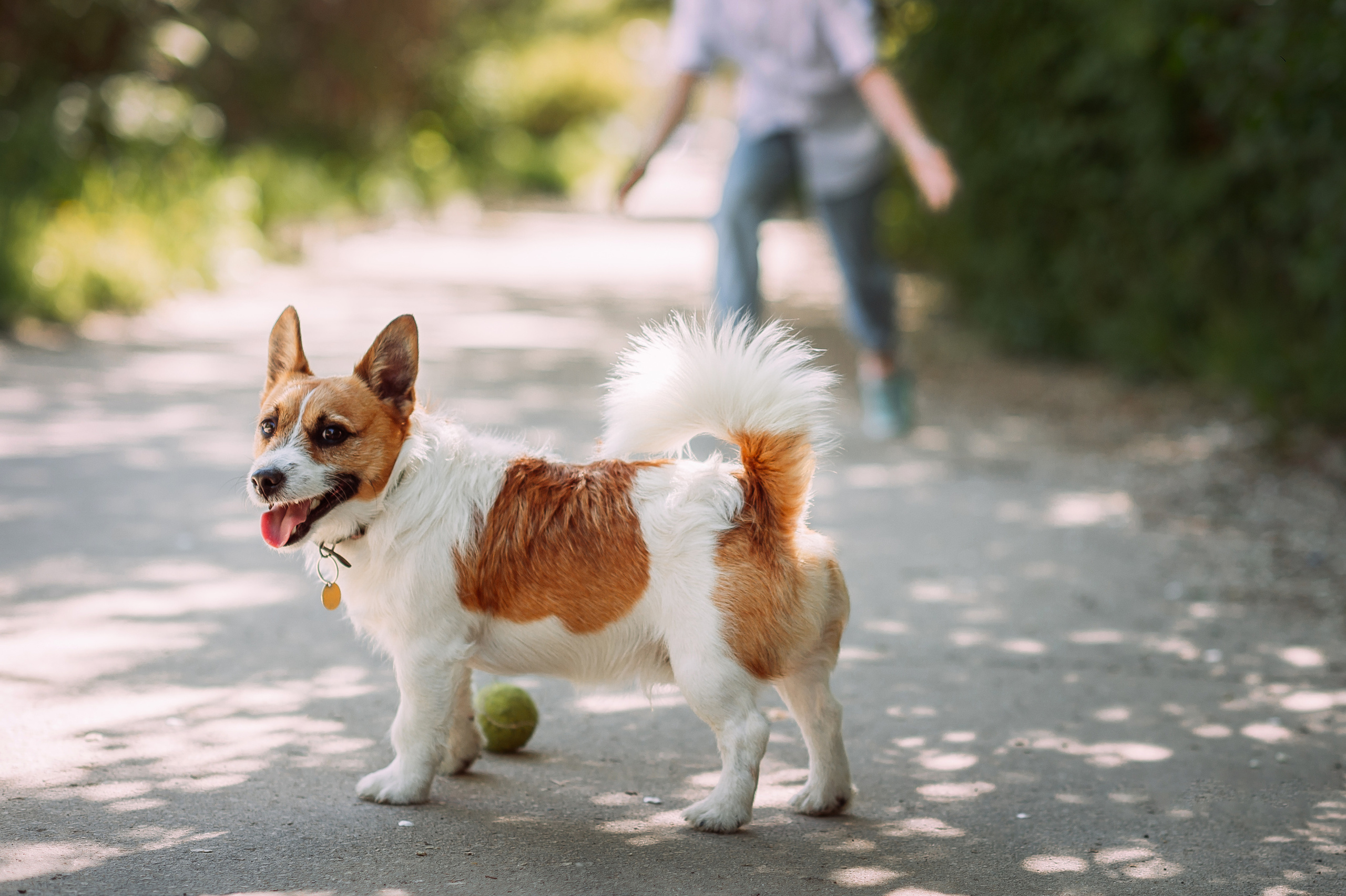 Весенняя прогулка. Свадебный фотограф Алёна Замотаева