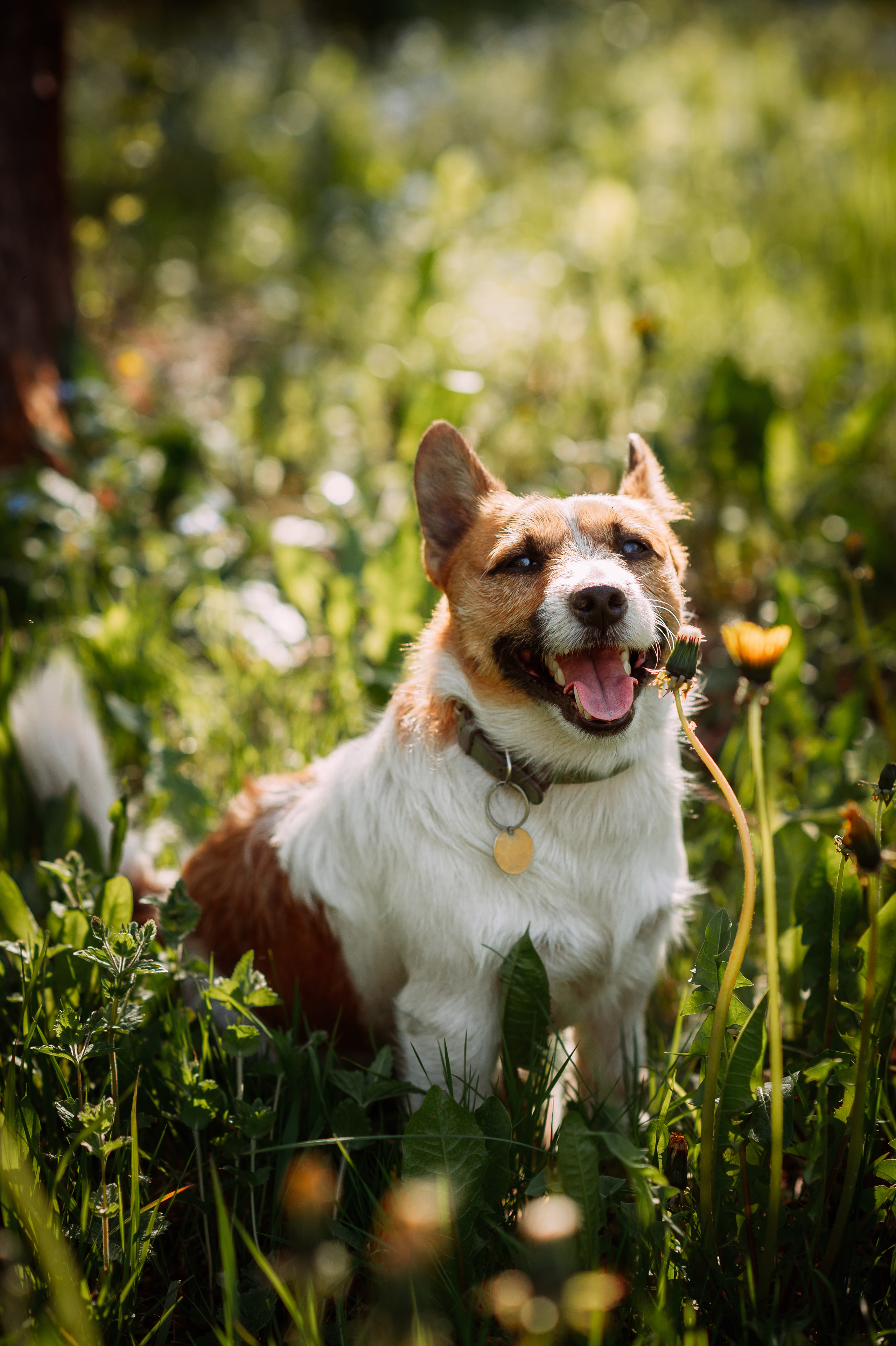 Весенняя прогулка. Свадебный фотограф Алёна Замотаева