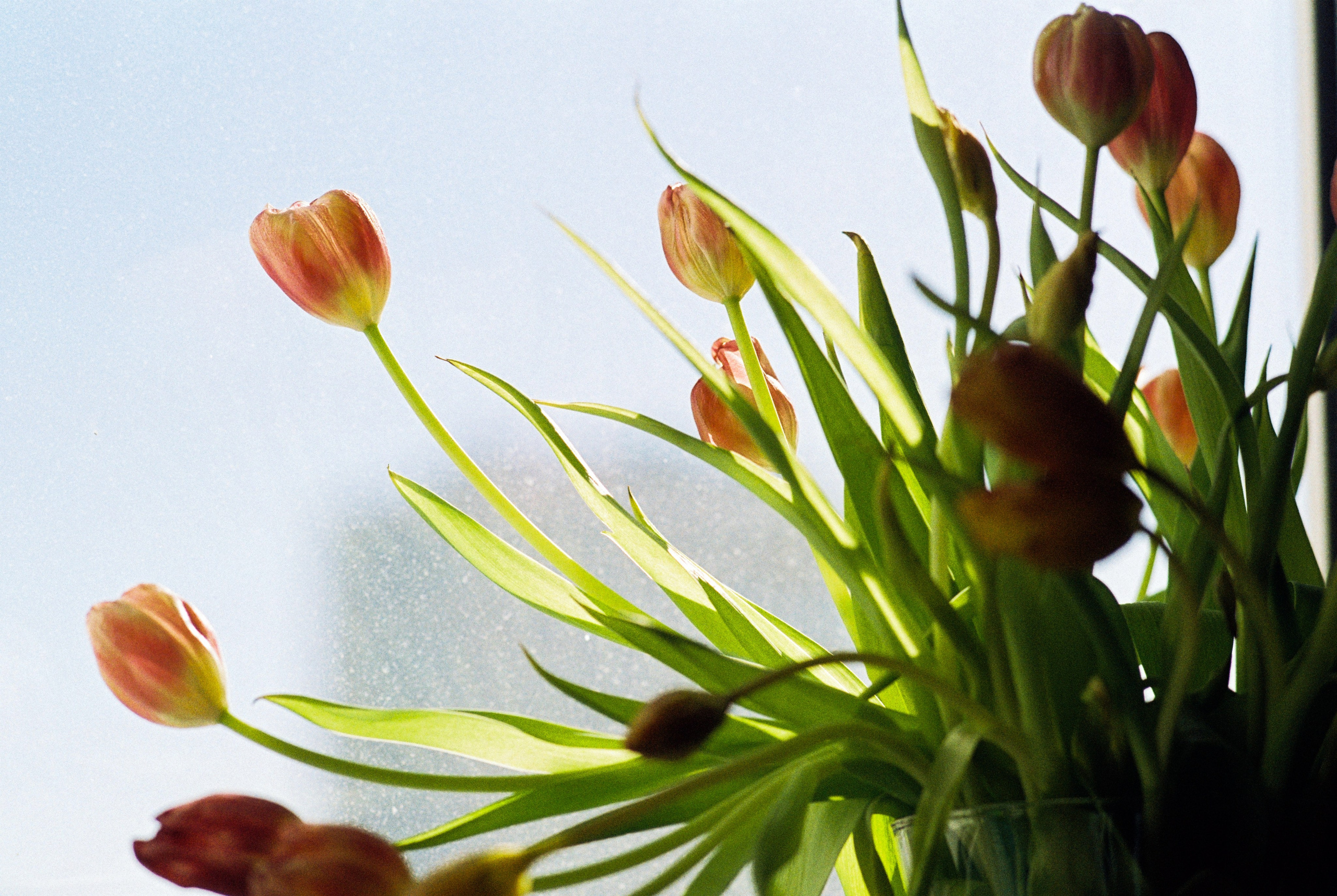 Плёночная весна 2025. Илья Михачёв Фотограф ПРО людей