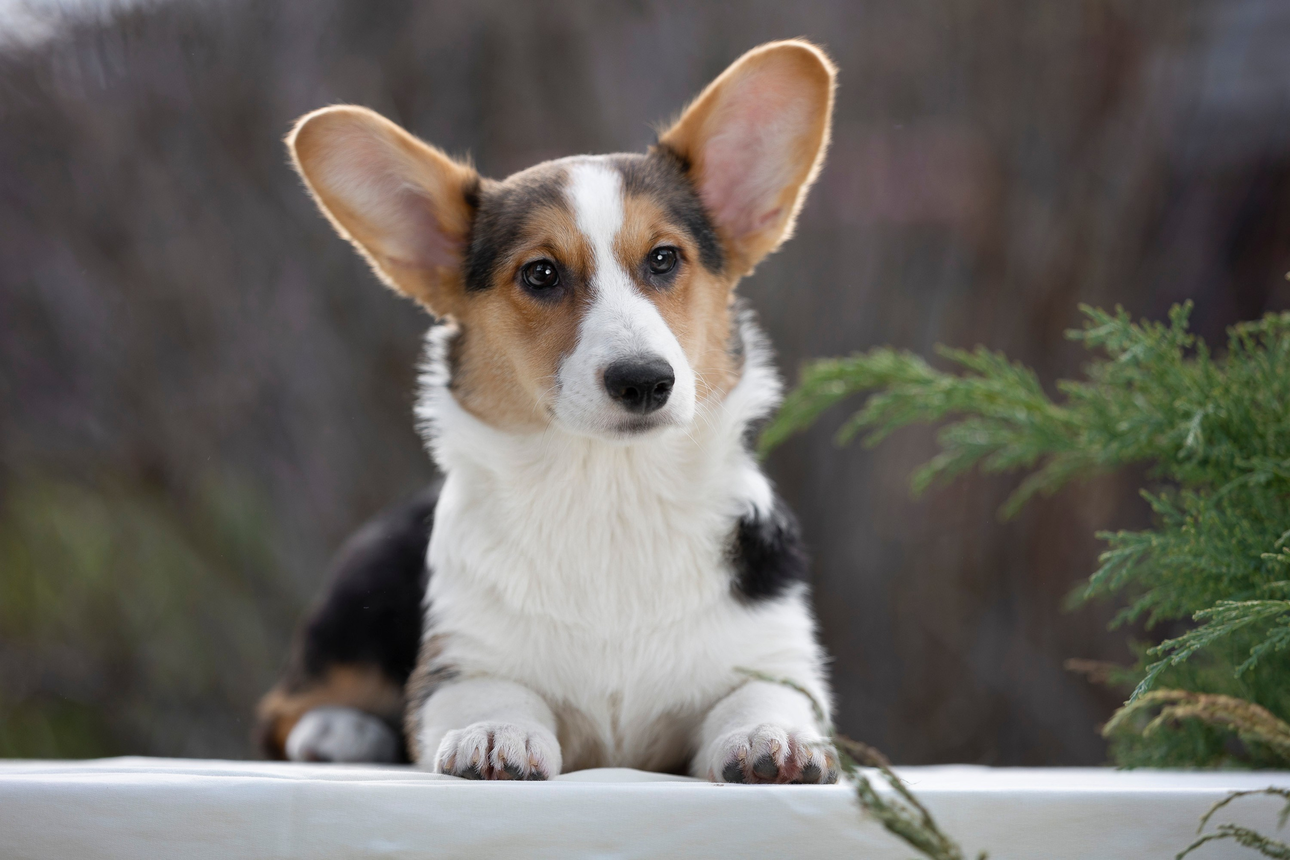 Вельш Корги Кардиган. Фотограф анималист, семейный фотограф, фотограф собак Комратова Мария. г. Москва