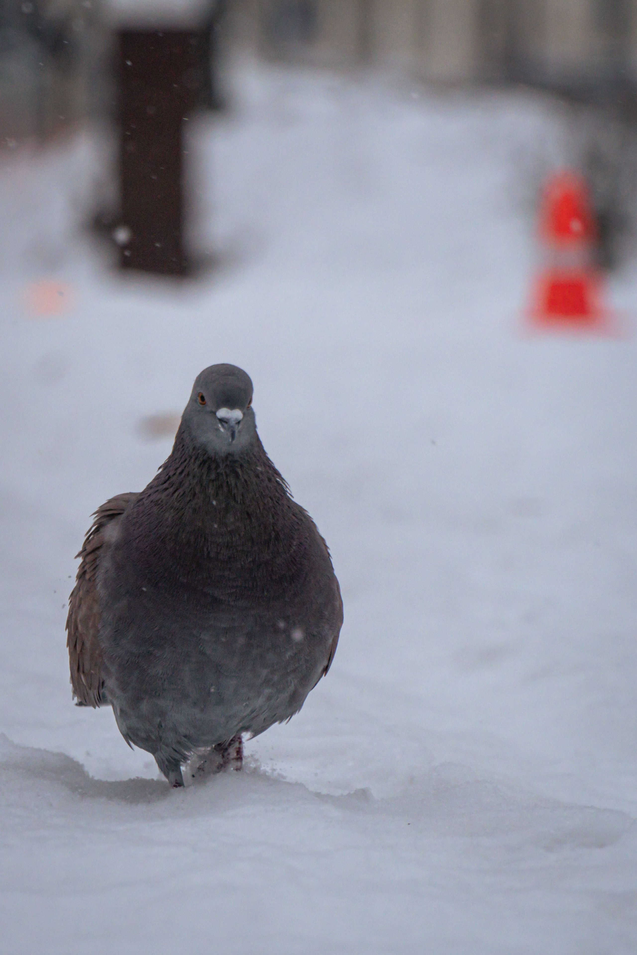 5 вёрст Наташинский 14 декабря 2024. Роман Капилюшов. Бег. Фото. Видео. г. Люберцы