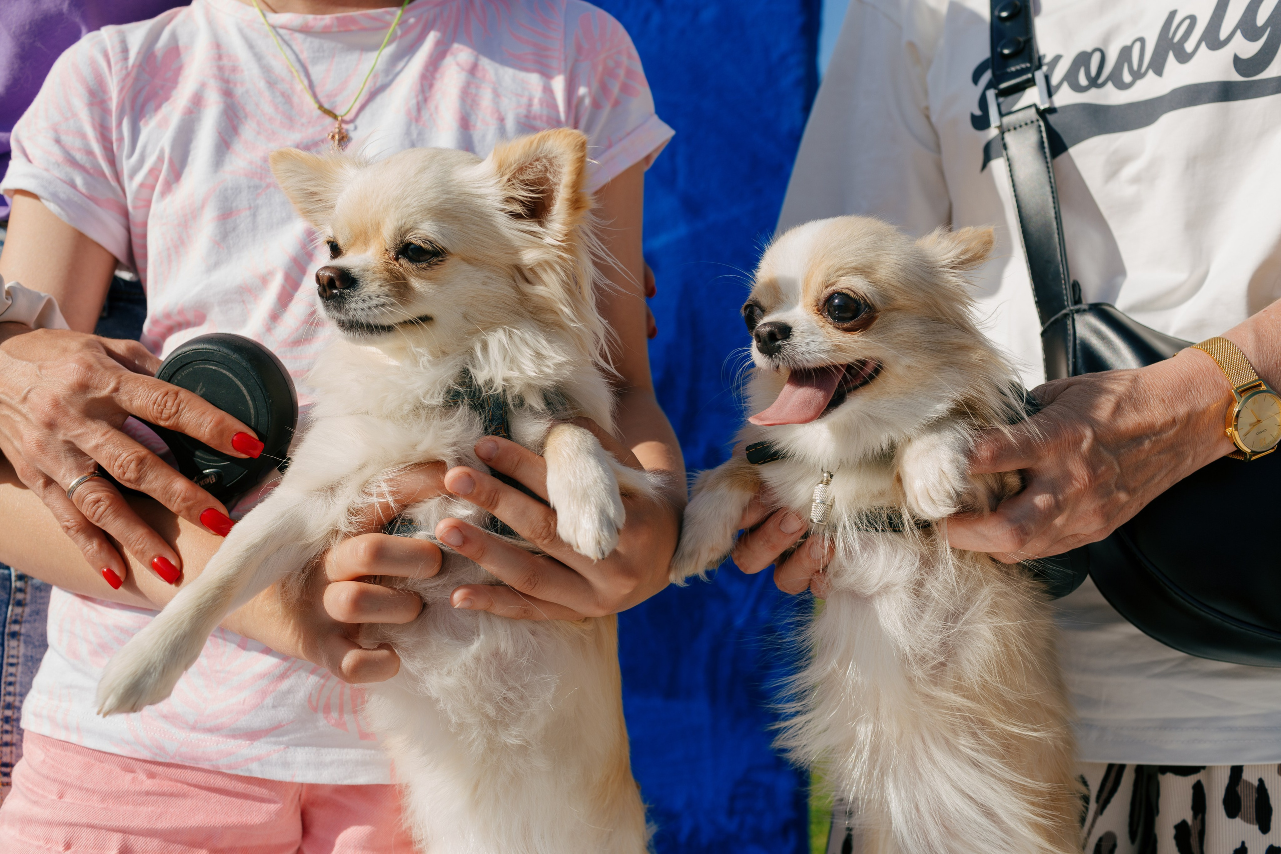 Dog Fest 2024. Главная